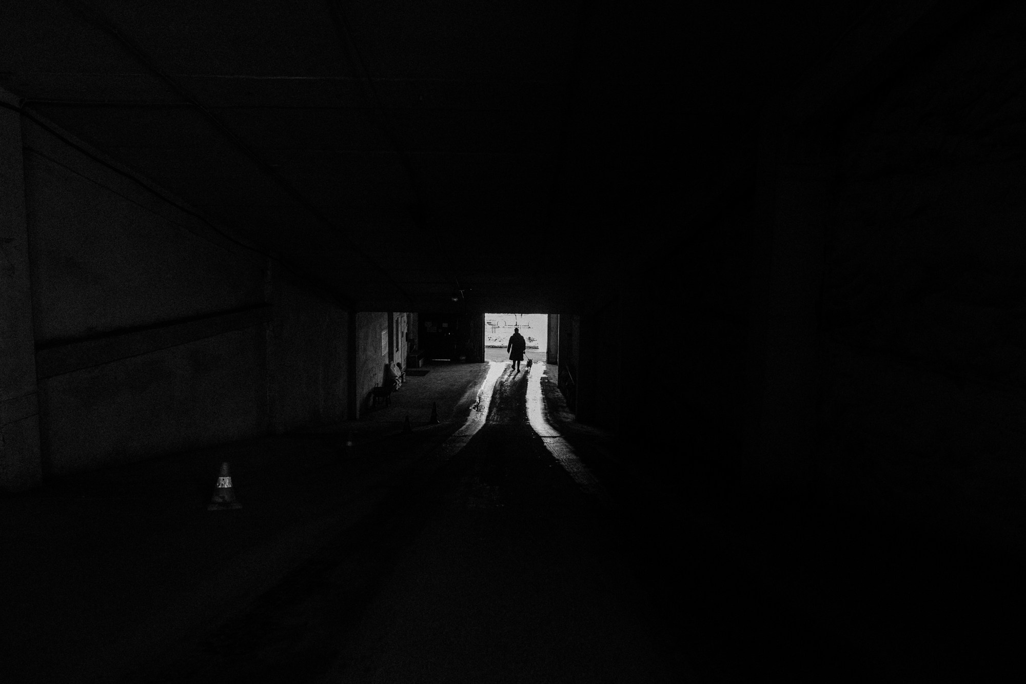 Фотосессия с собакой в Тюмени, фотограф тюмень. Фотограф Дарья Мустафина, Тюмень