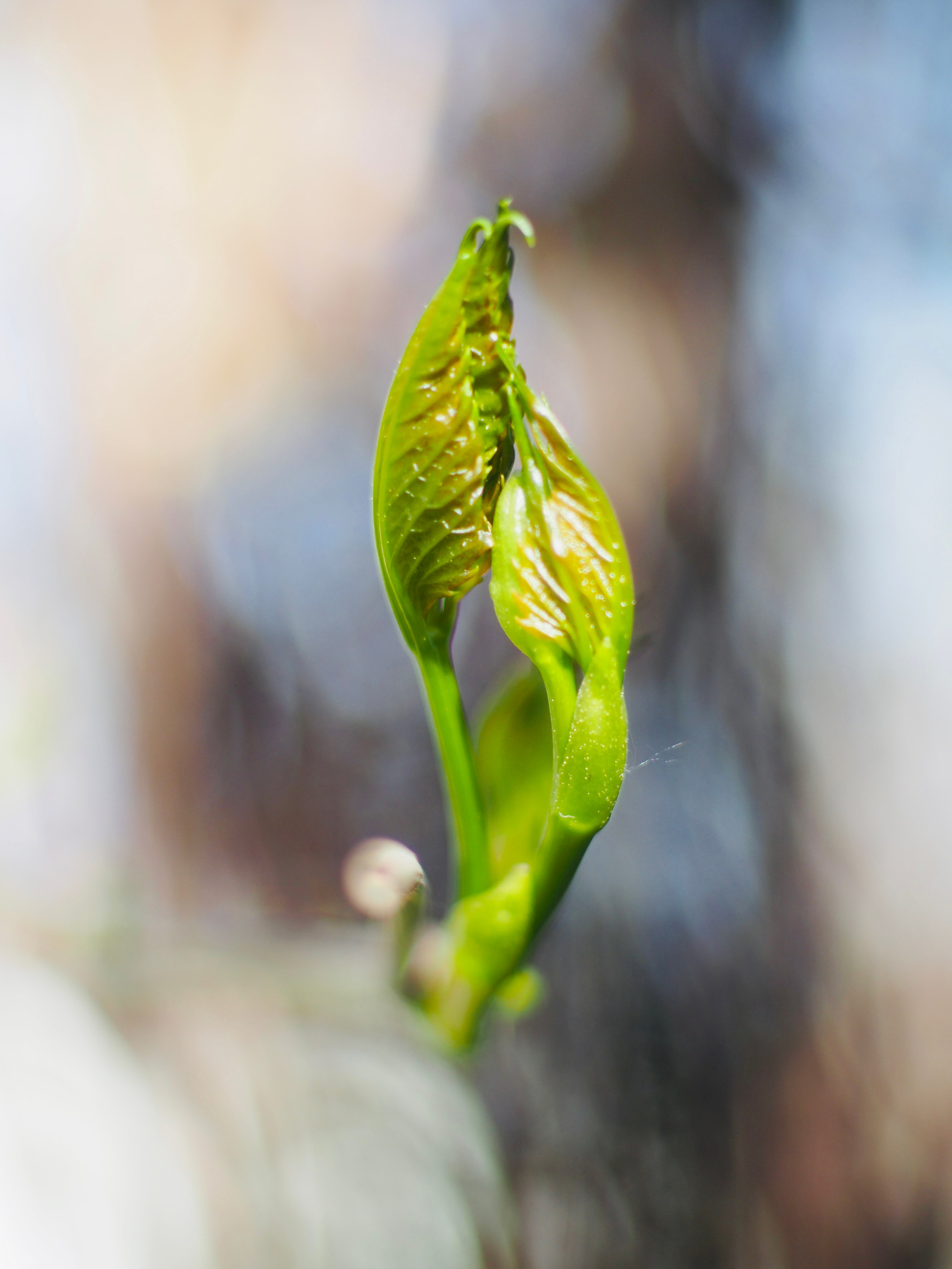 Природа/Животные