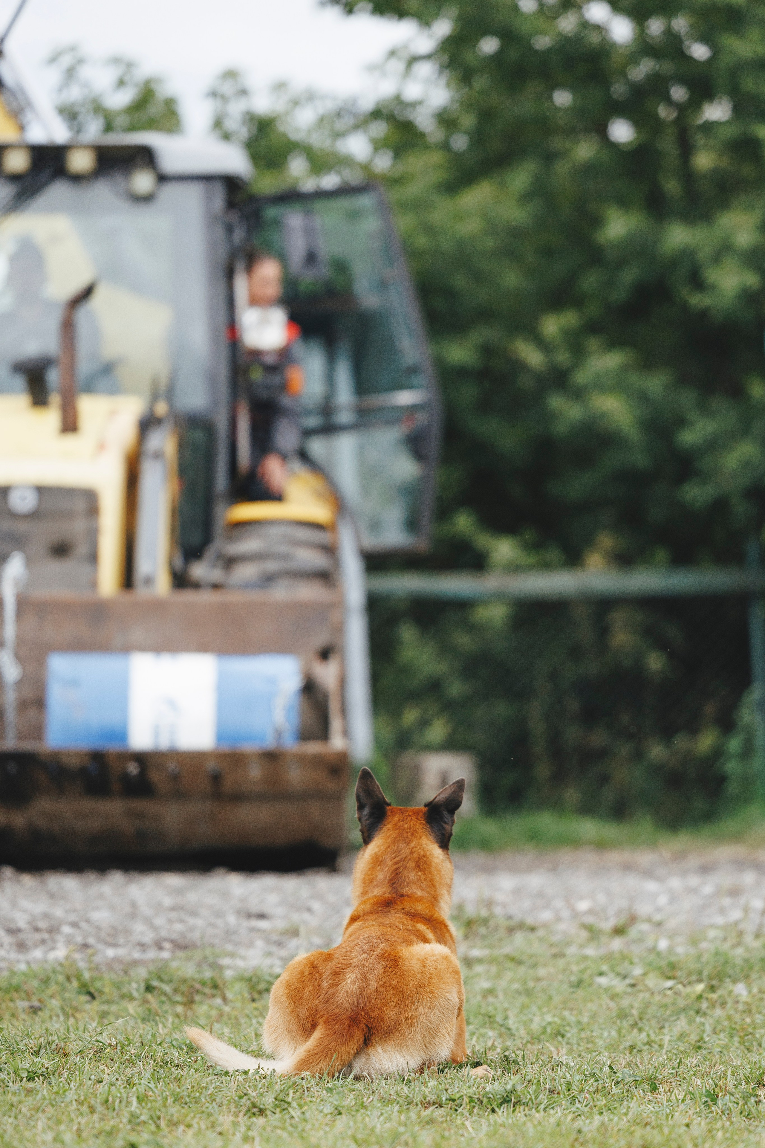 08.08.25-10.08.25 ЧР по мондьорингу г. Вологда. Фотограф-анималист Анна Маринич