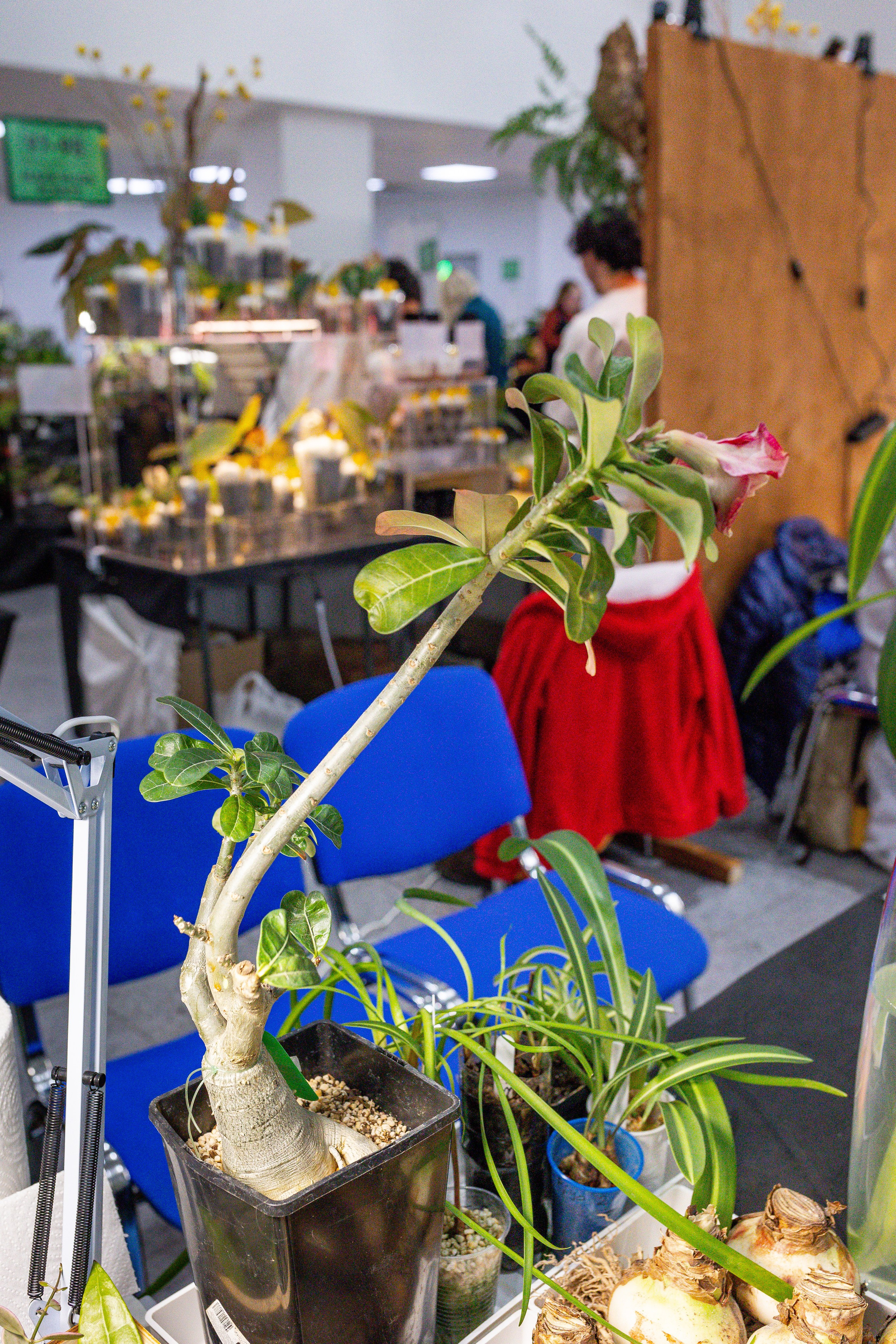 Монстериум апрель 2025. Александра Куликова фотограф, Москва