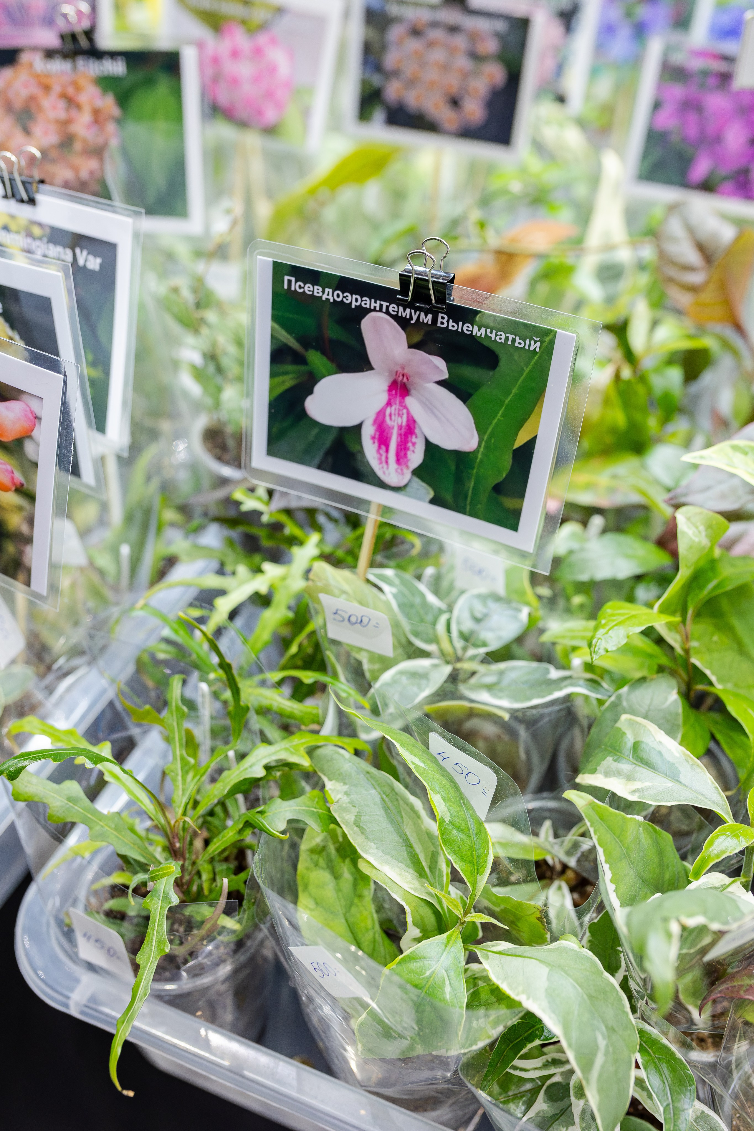 Монстериум апрель 2026. Александра Куликова фотограф, Москва