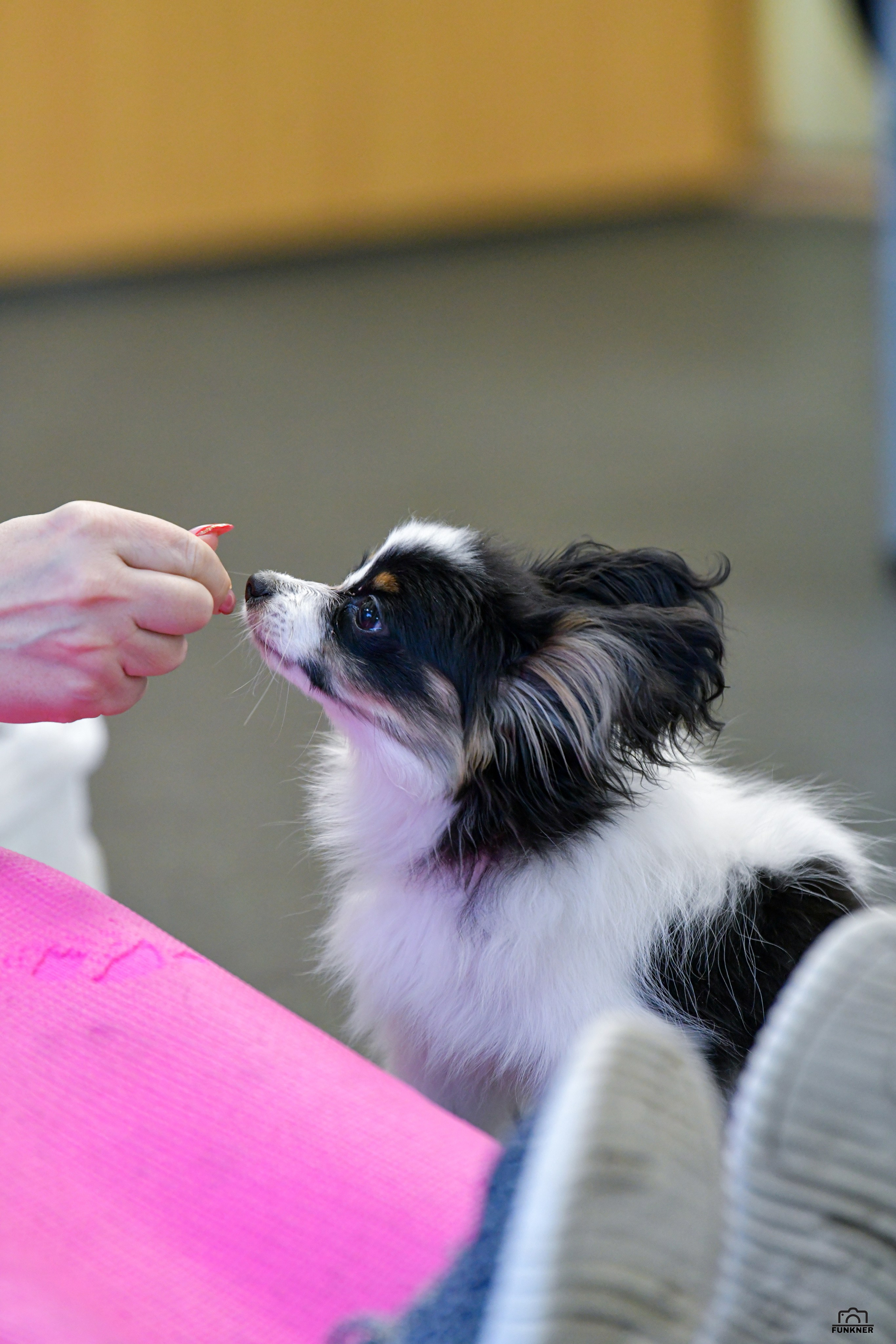 Кинологический клуб «Бодрый хвост». Свой взгляд через объектив