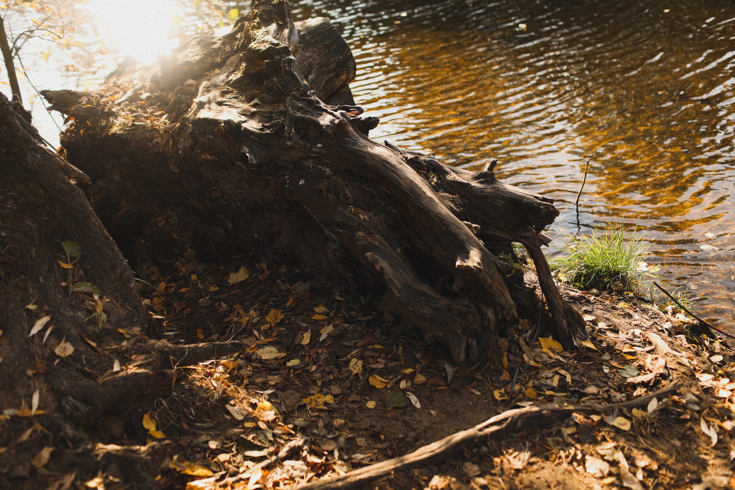 Одним днём октября. Семейный фотограф в Москве Алевтина Носова