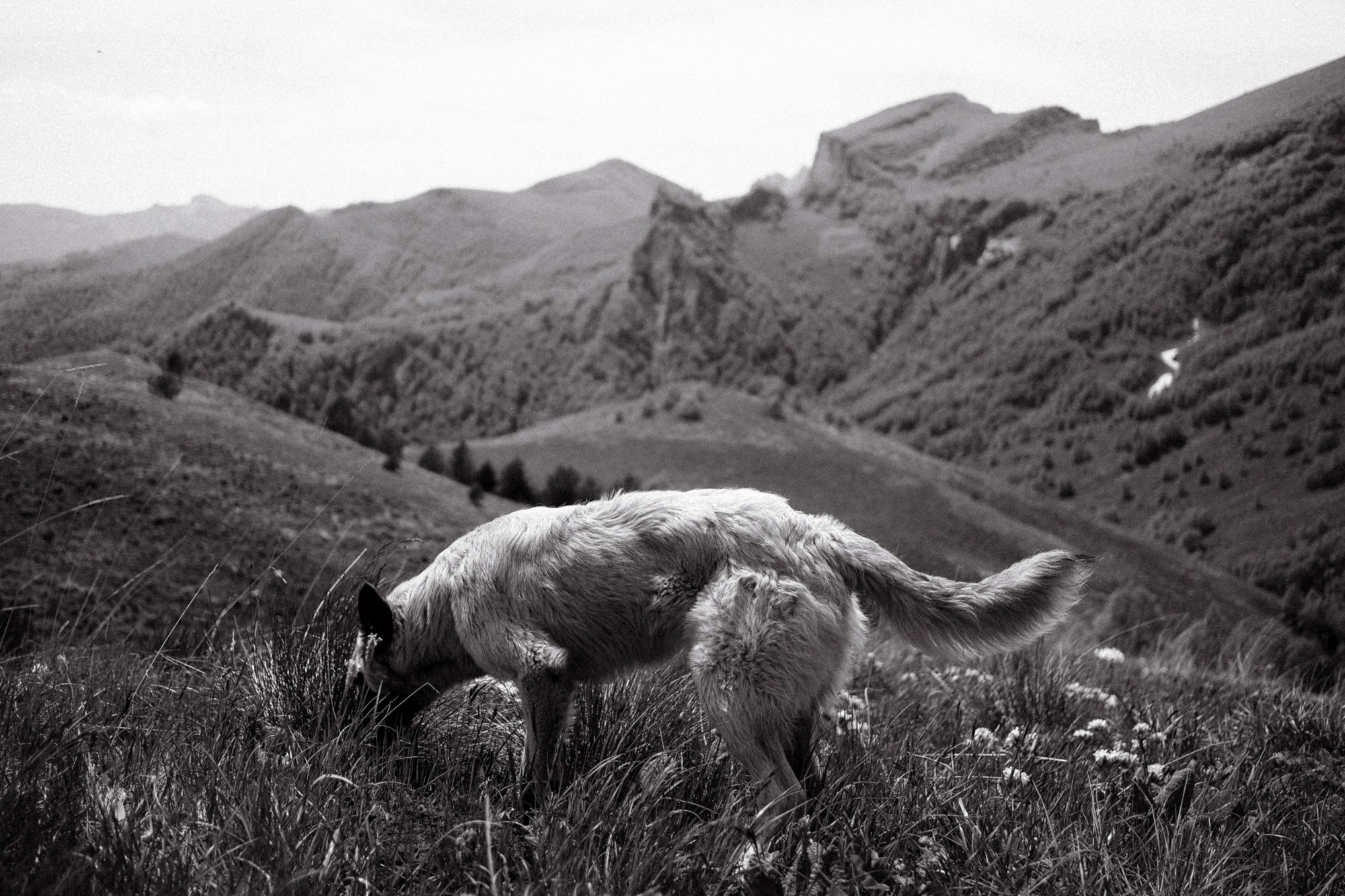 Адыгея. Фотограф Дмитрий Олрайт | Калуга, Россия