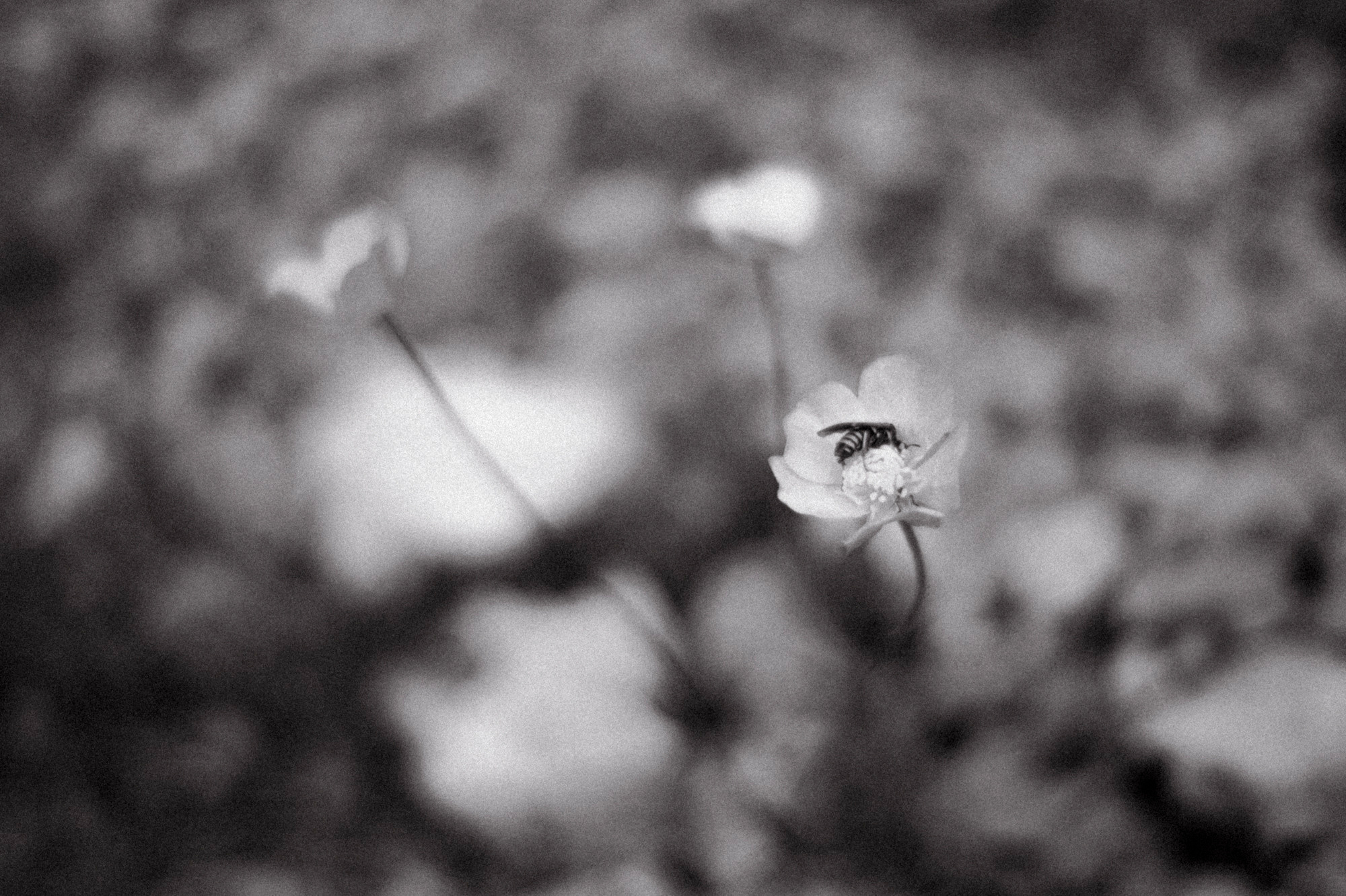 Адыгея. Фотограф Дмитрий Олрайт | Калуга, Россия