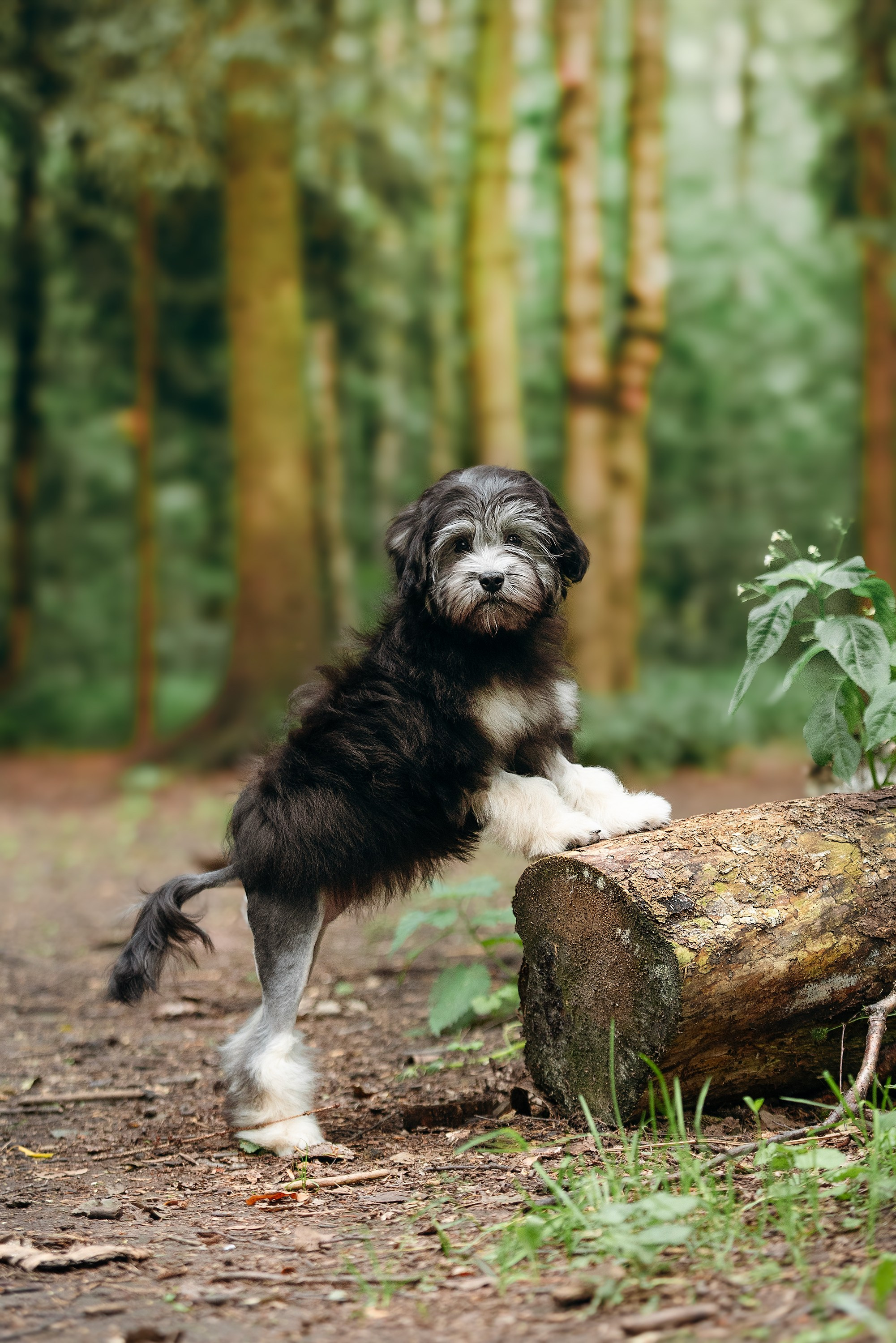 Фотосессии помётов щенков. Фотограф. Фотограф-анималист. Москва