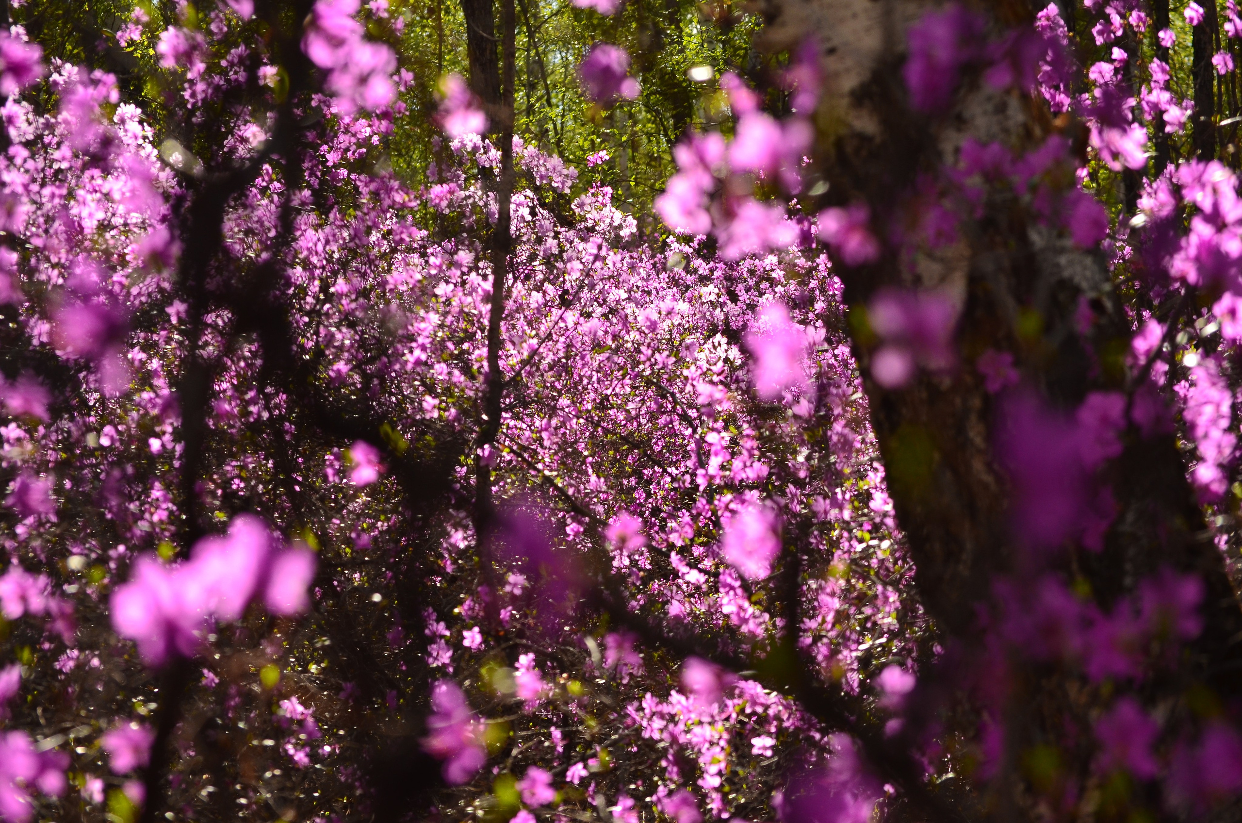 Разное. Репортажный фотограф г. Чита