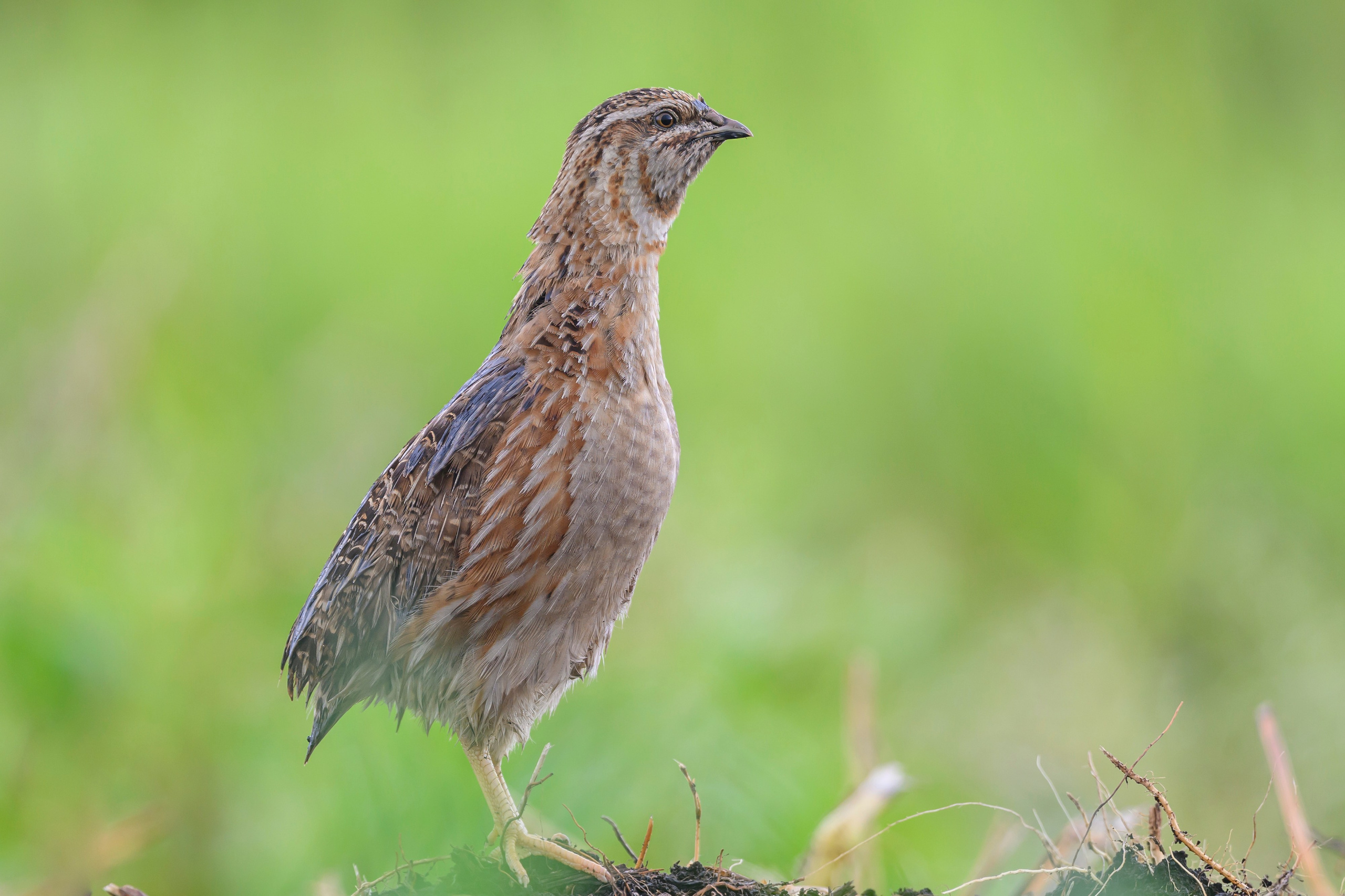 Перепела, часть III. Wildlife photography by Sergey Puponin