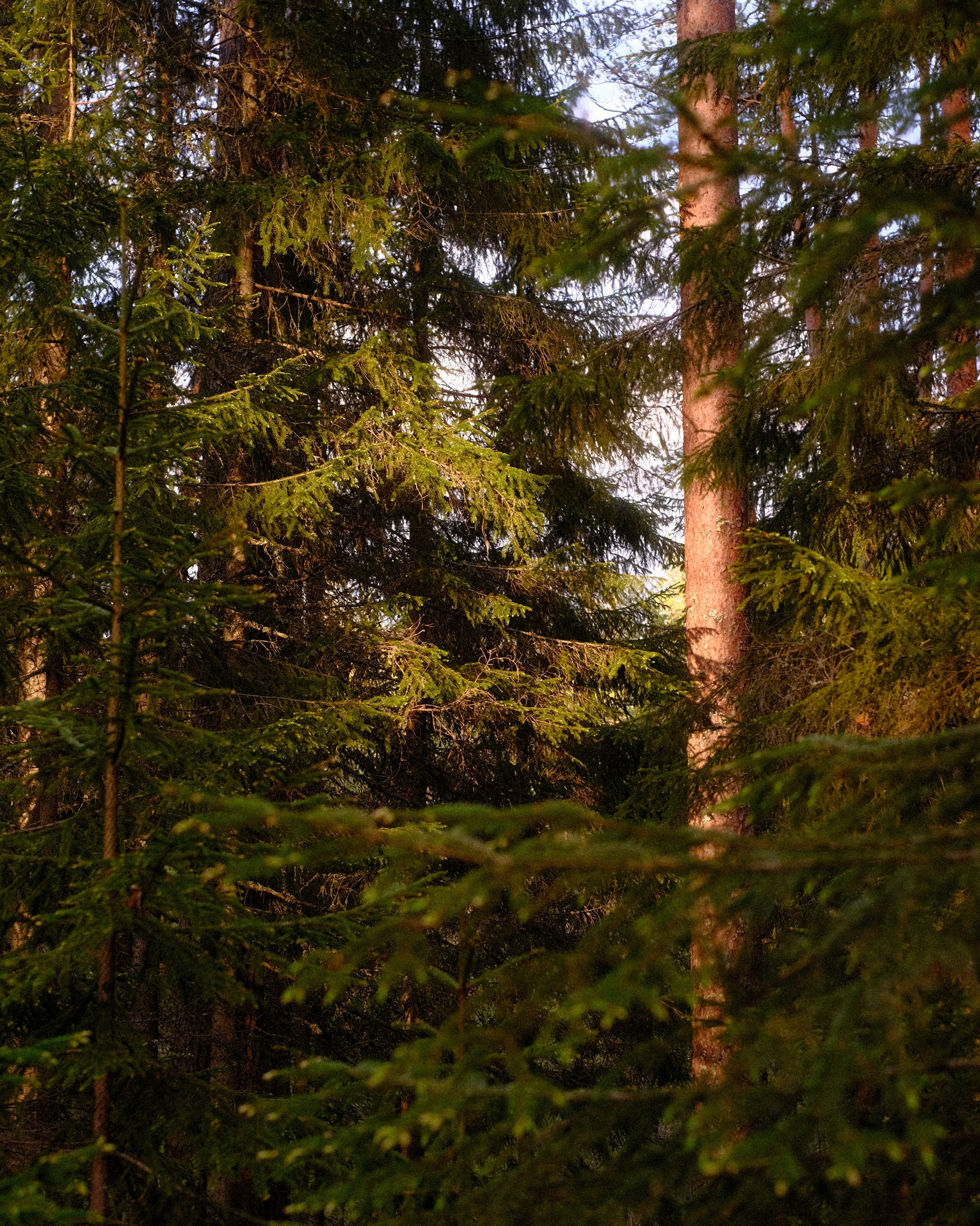 Орехово | май 2025