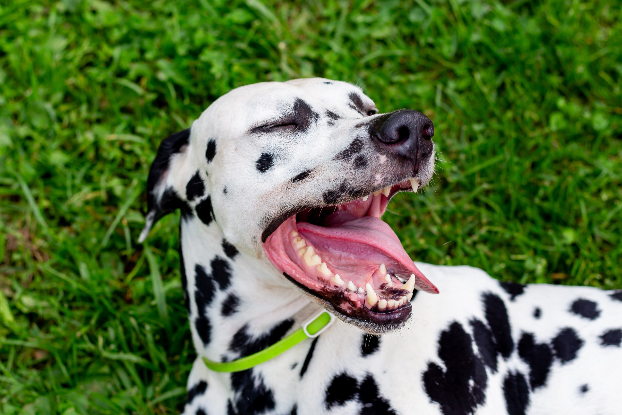 Собачья жизнь — Зоогостиница «Счастливые мечтатели». Фотограф • Орехово-Зуево • Балашиха • TEFO