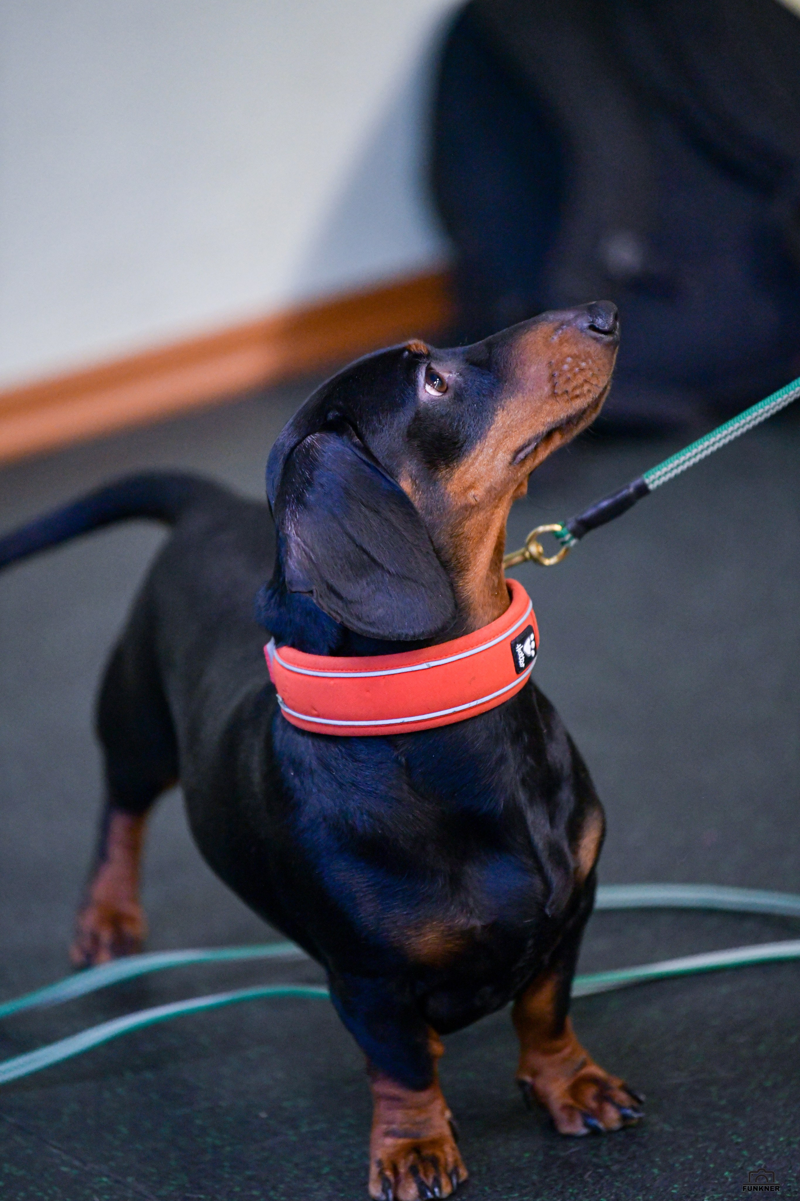 Кинологический клуб «Бодрый хвост». Свой взгляд через объектив