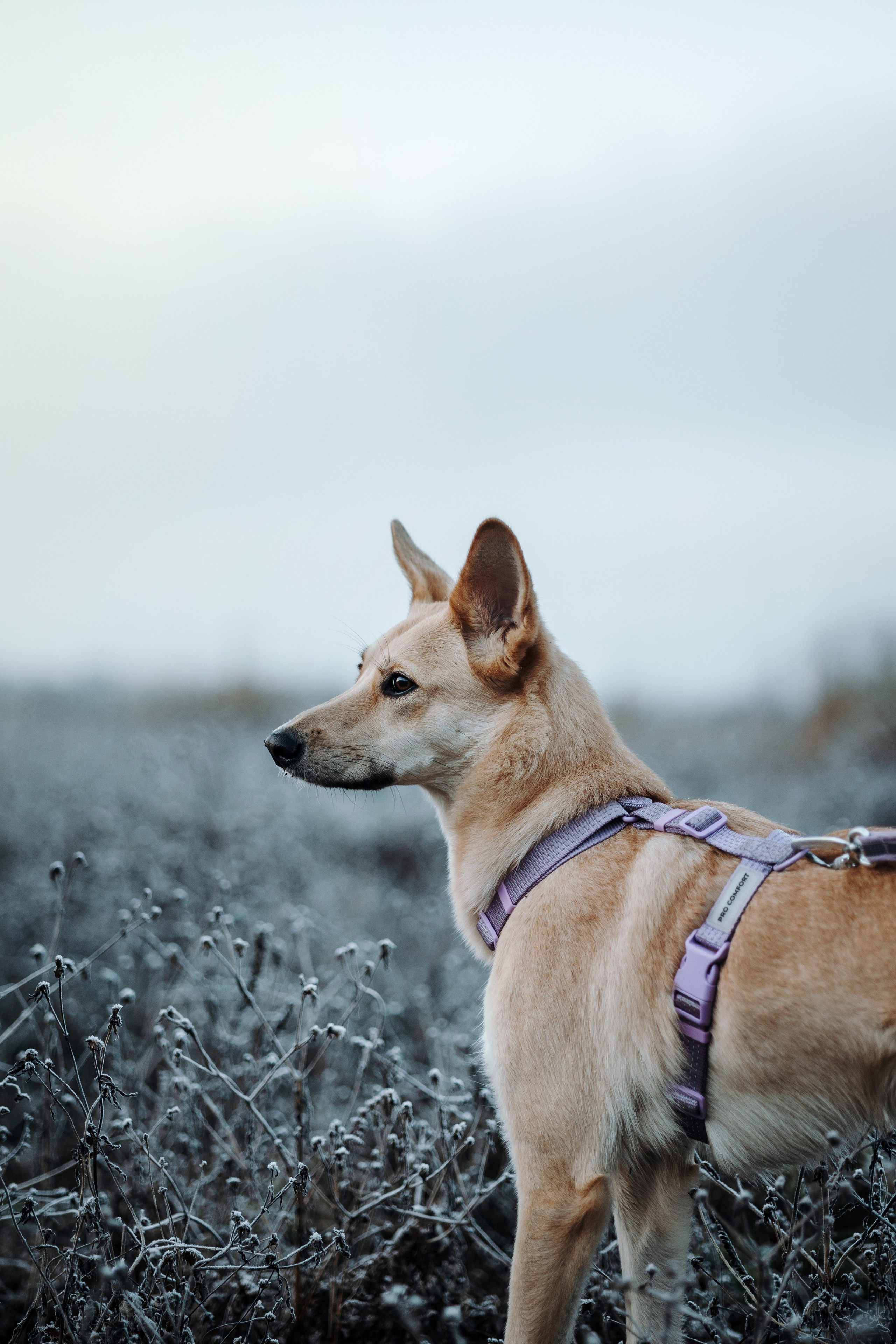 Юля и Джесси. Фотограф — Анималист | Санкт-Петербург