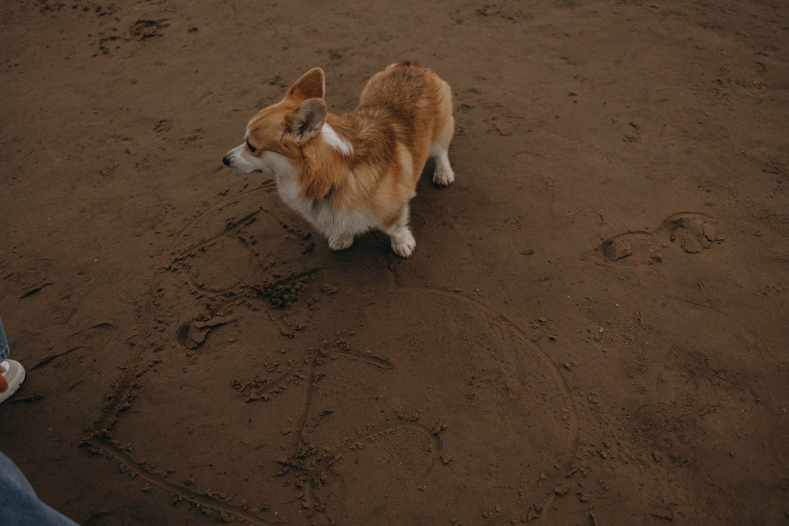 Лиза и Бакс. Фотограф — Анималист | Санкт-Петербург