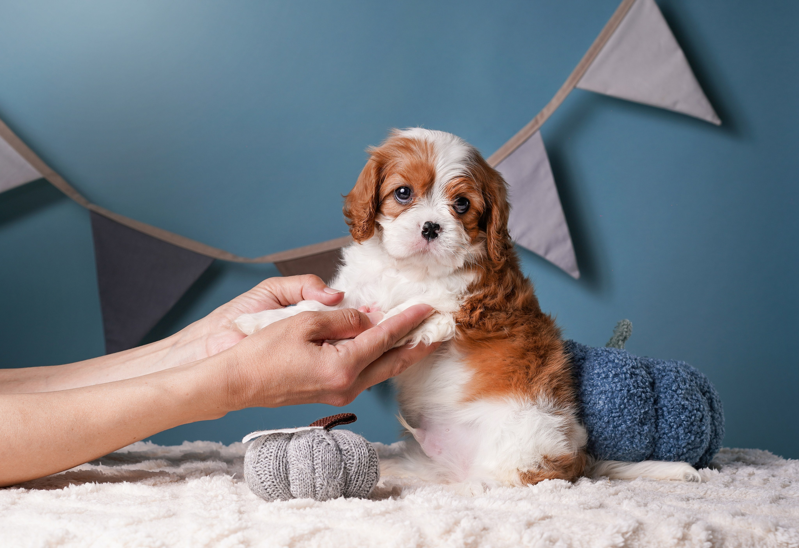 Щенки кавалера. Фотограф-анималист в Санкт-Петербурге Яна Мартынова