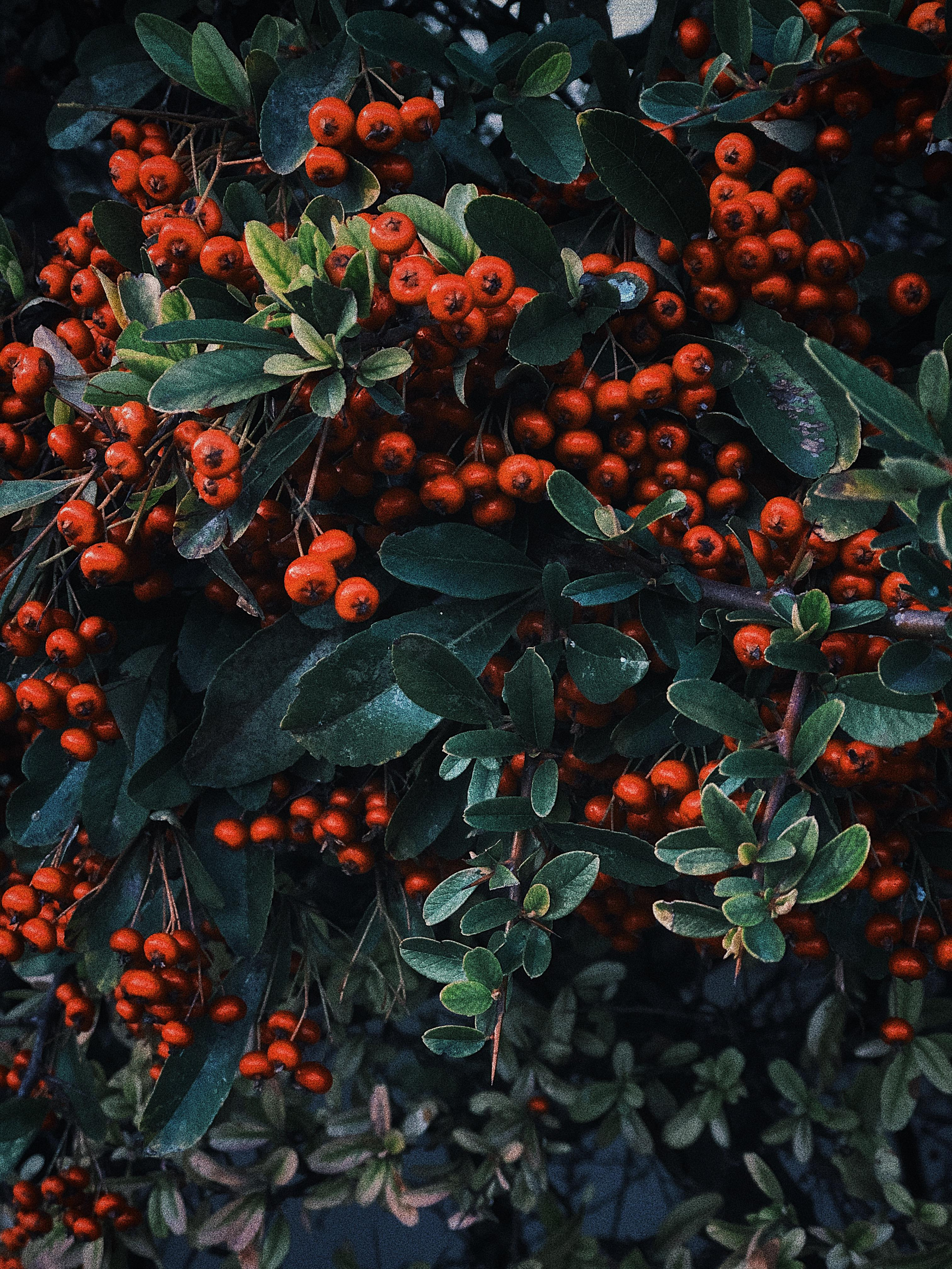 Мобилография. Семейный и свадебный фотограф Катя Антонова Москва Сочи