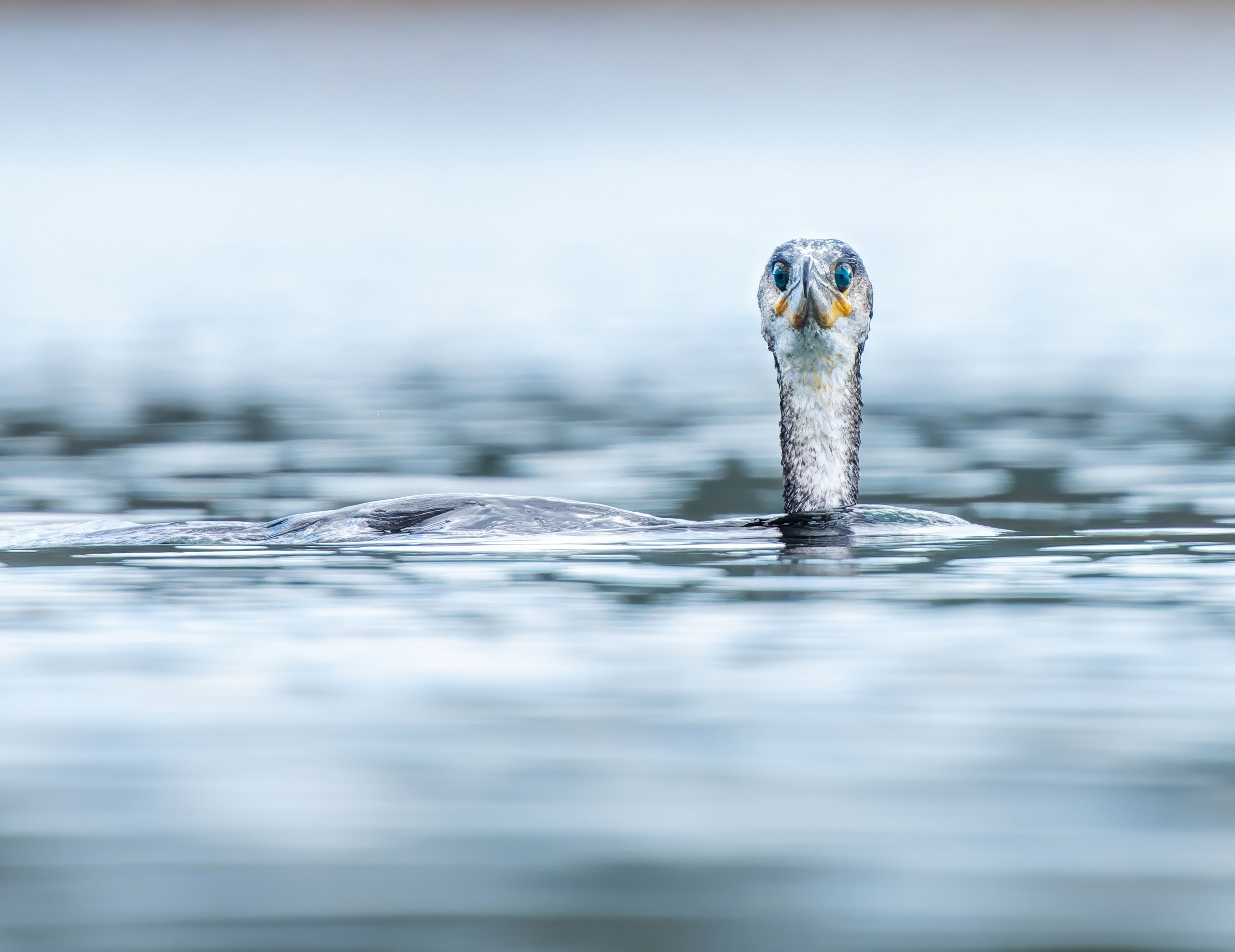 Мечты сбываются?!. Константин Дем | Фотограф
