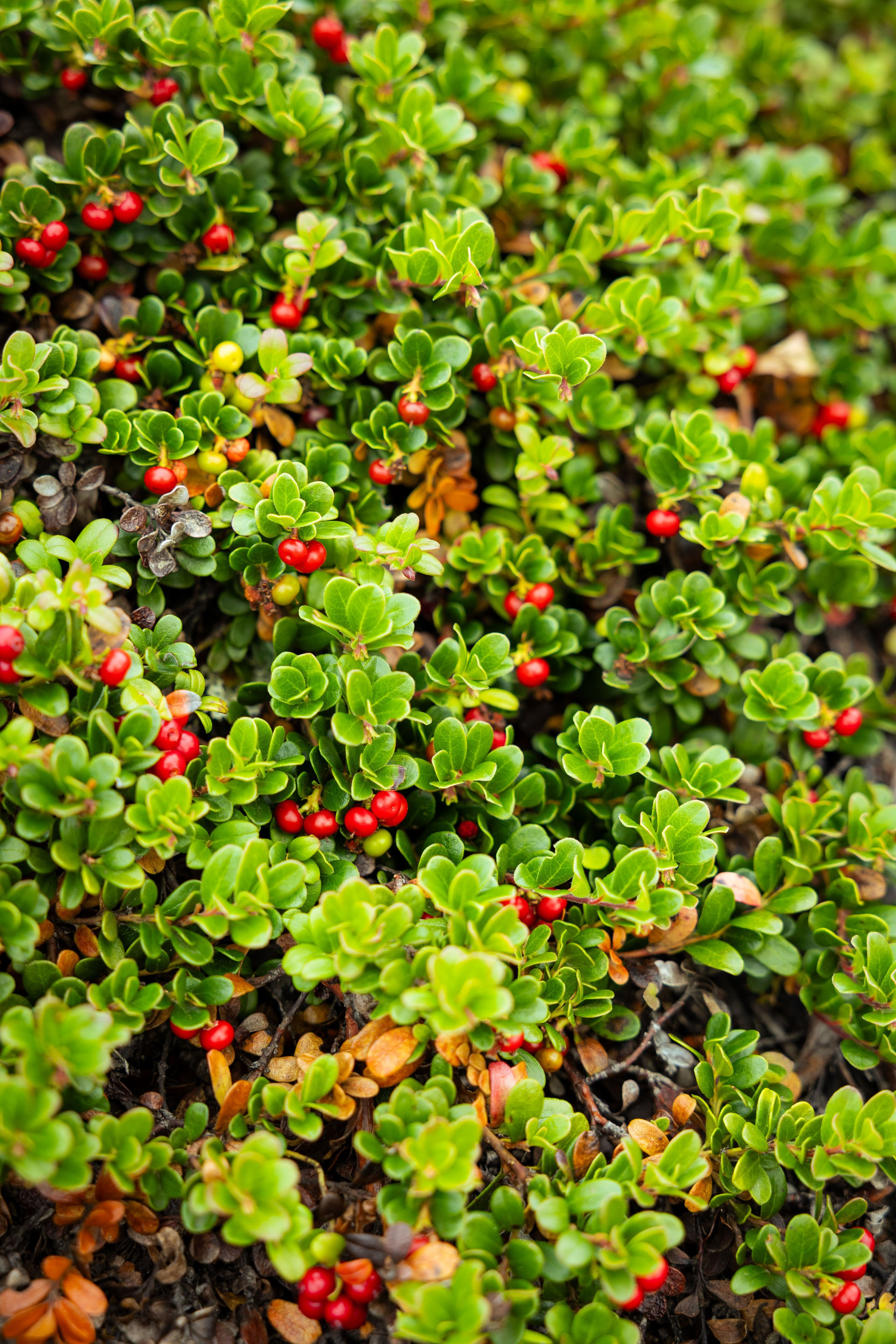 Кольский (осень 2025). Фотограф Виноградов Константин