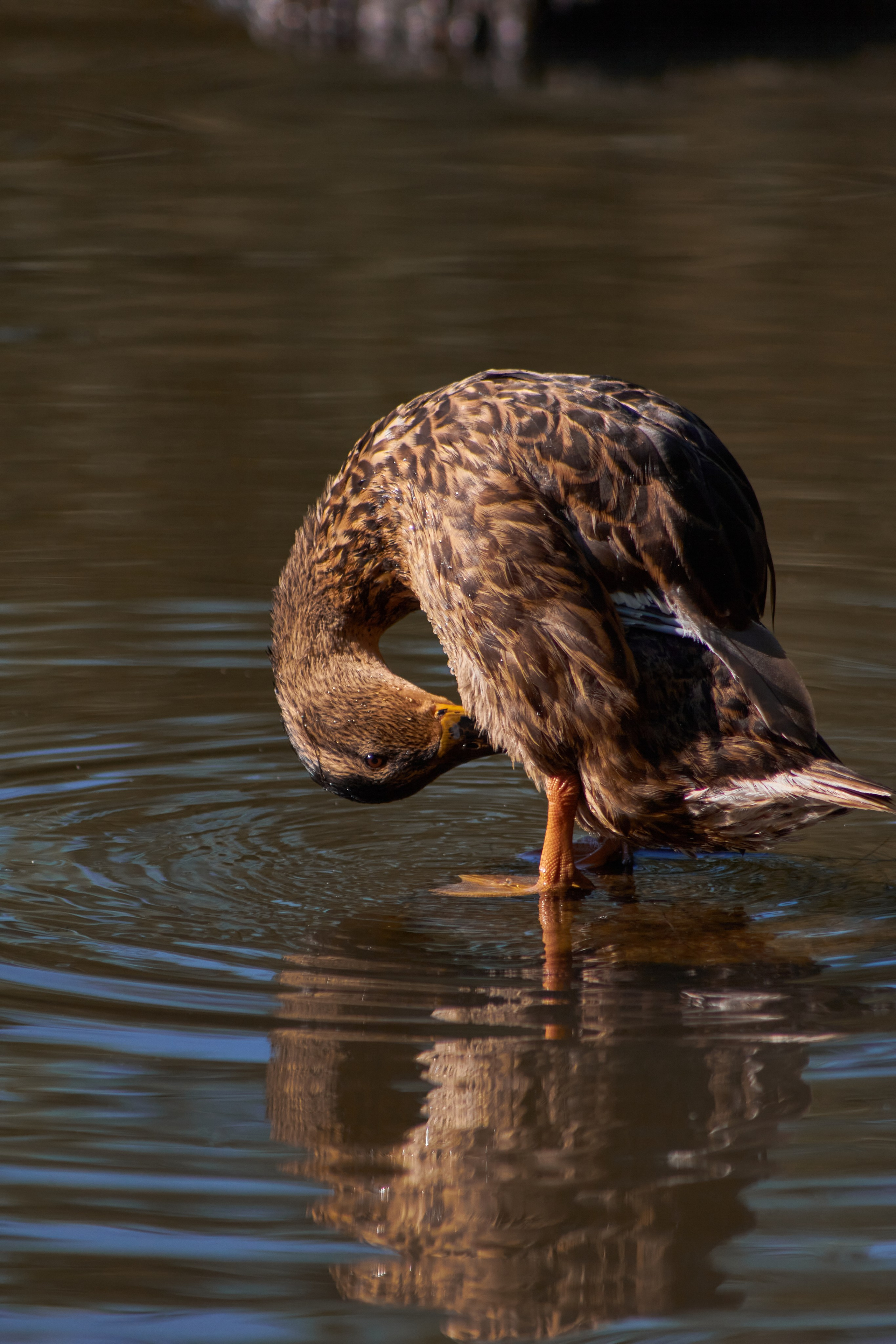 Живность. Фотограф Сергей Яркин