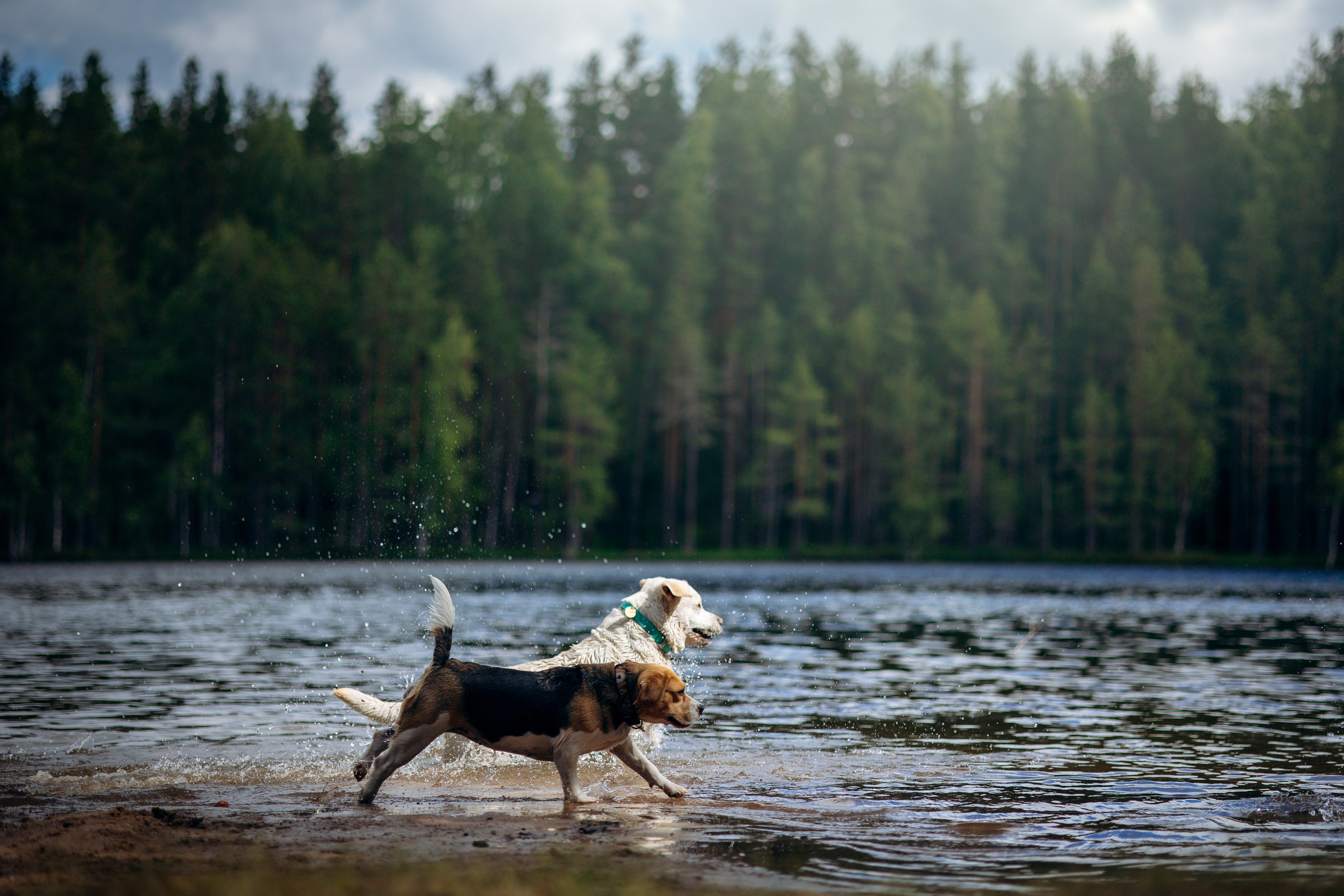 Котофеи и их семья. Фотограф — Анималист | Санкт-Петербург