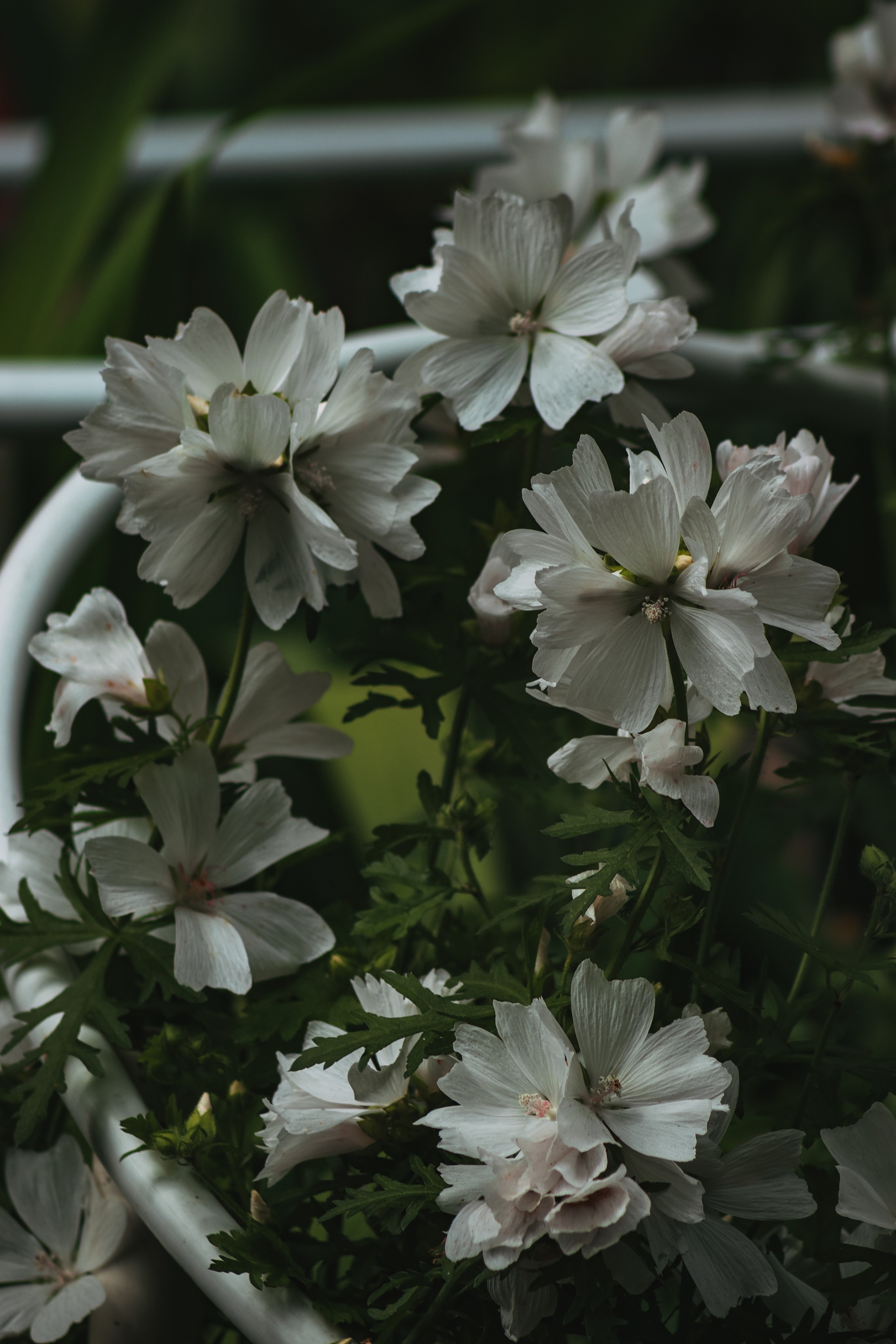 Р А С Т Е Н И Я. — Digital Noise —