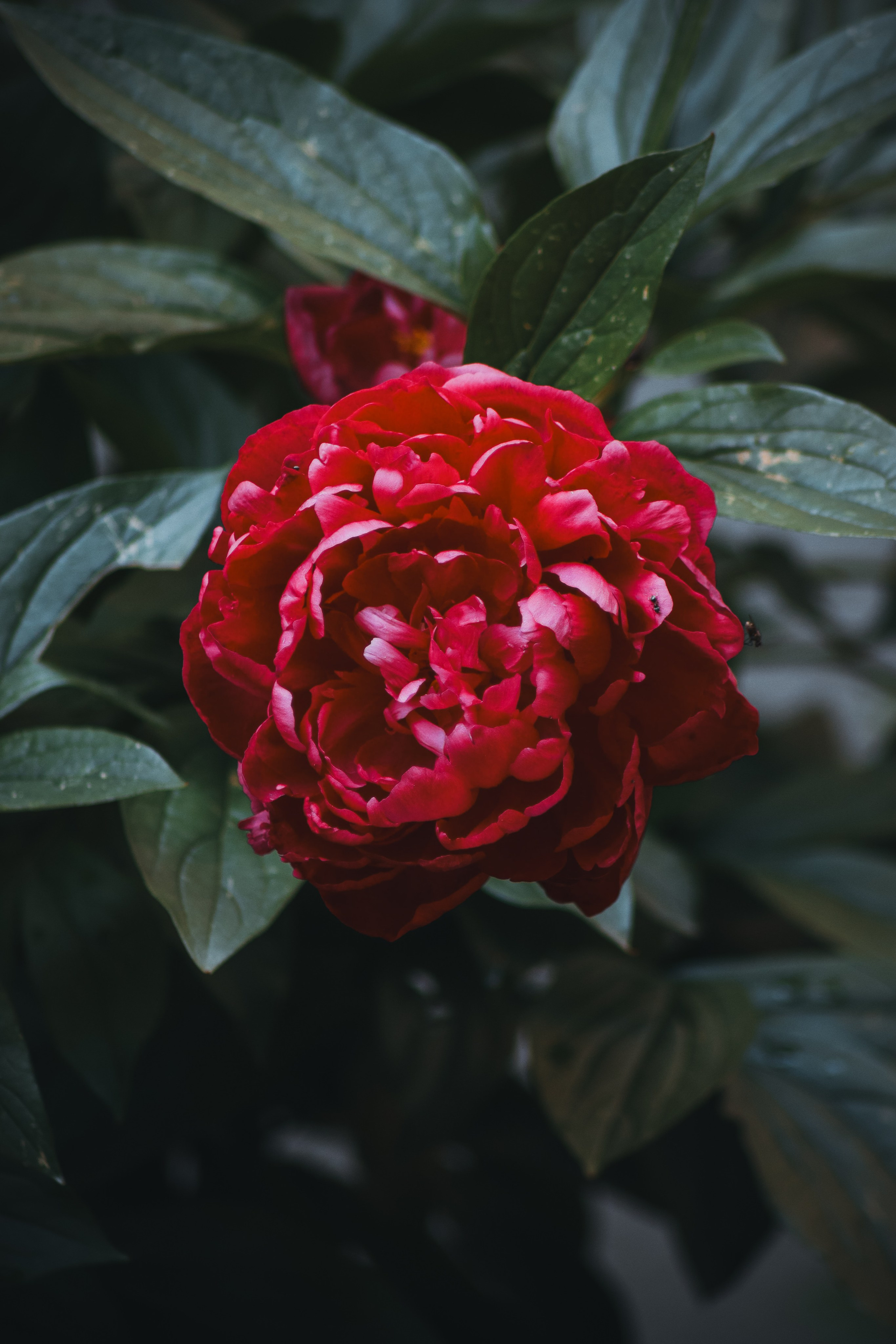 Р А С Т Е Н И Я. — Digital Noise —