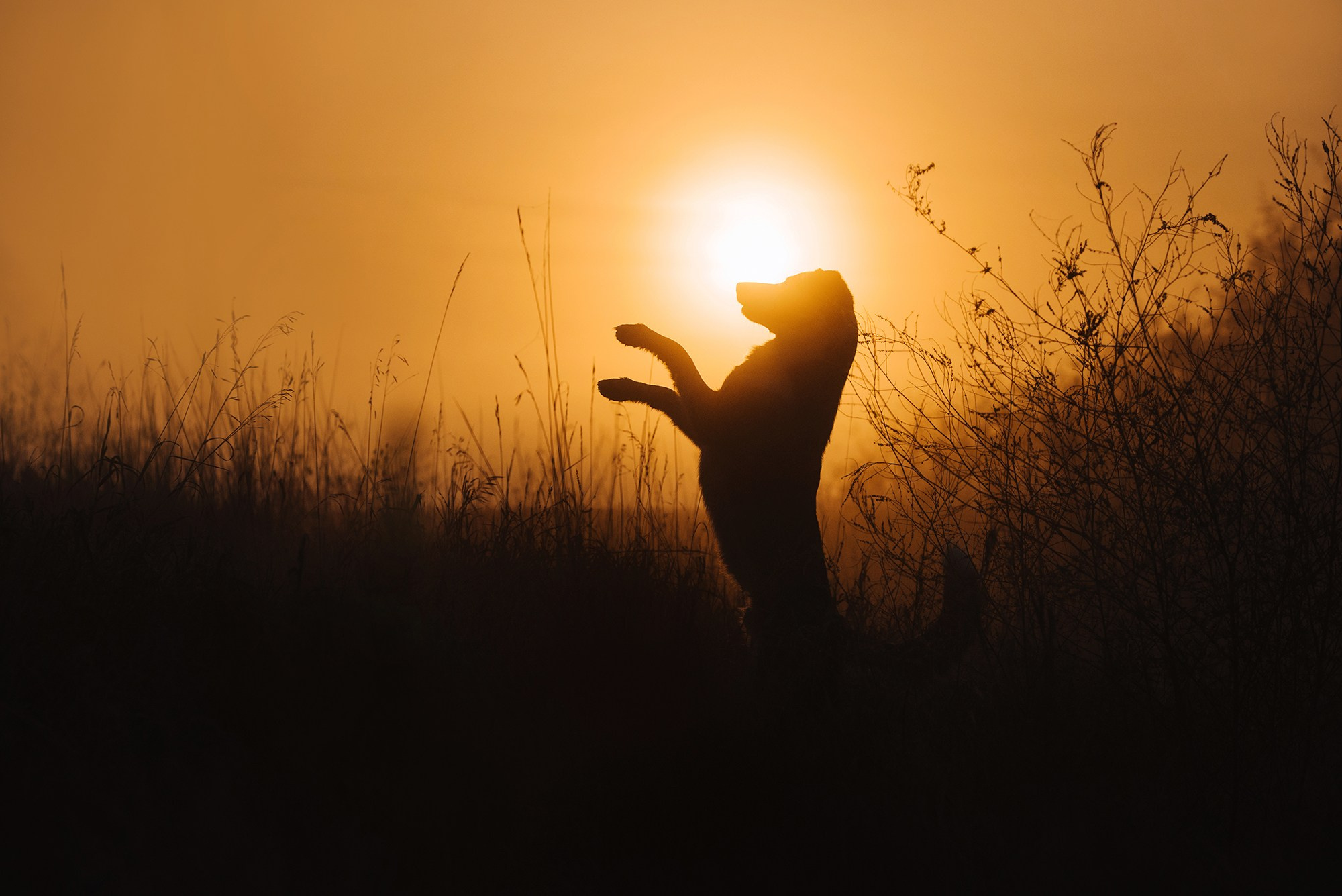 Питомец в кадре. Фотограф Анна Тюрина