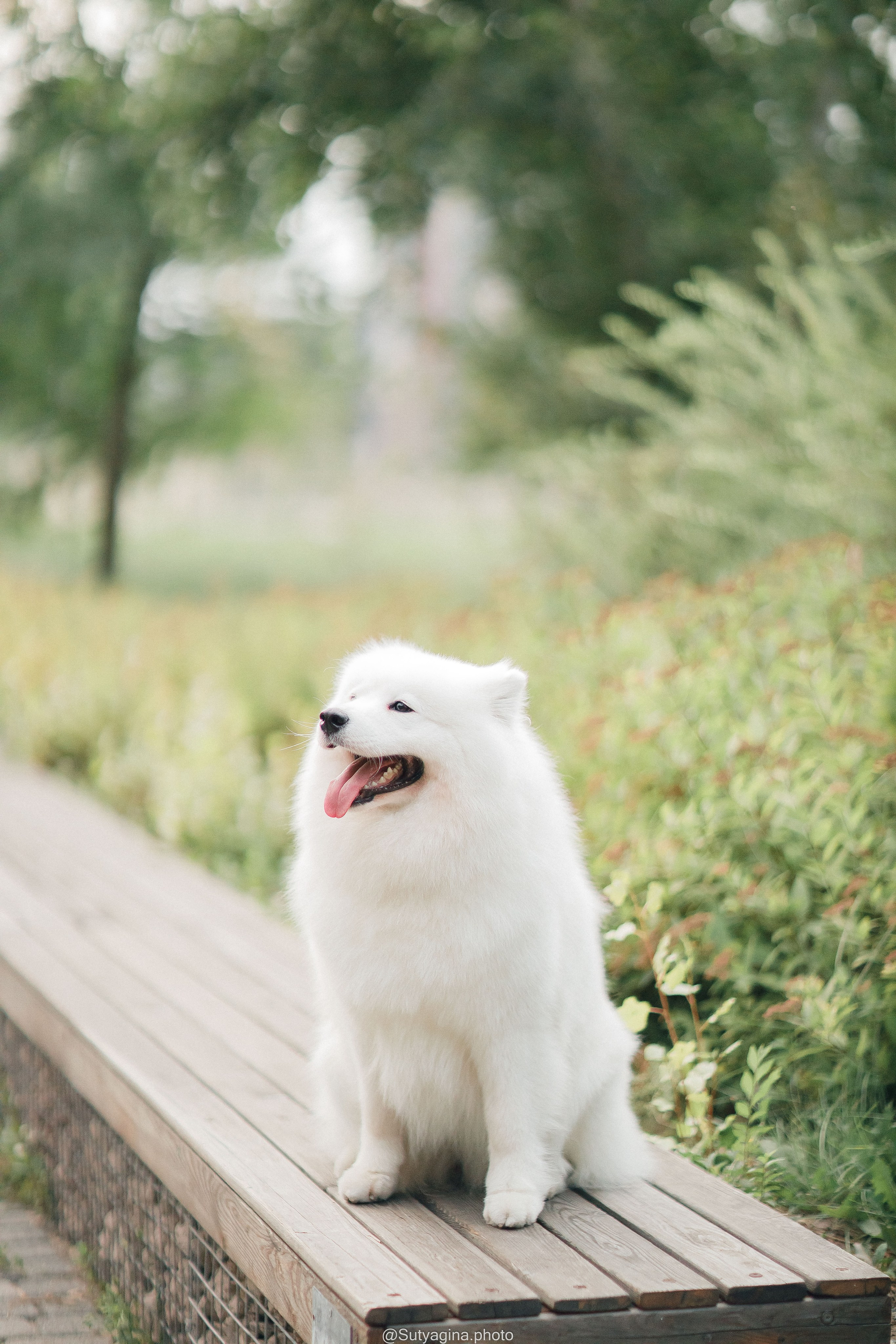Самоед Рея. Свадебный и женский фотограф
