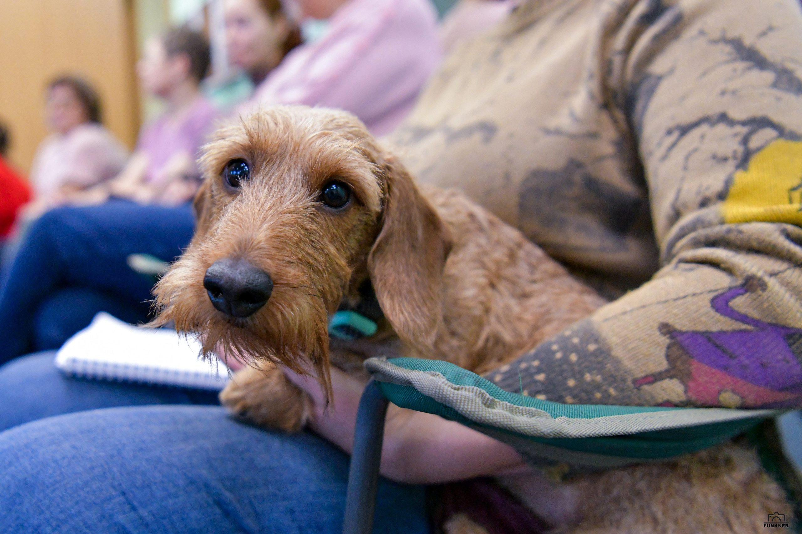 Кинологический клуб «Бодрый хвост». Свой взгляд через объектив