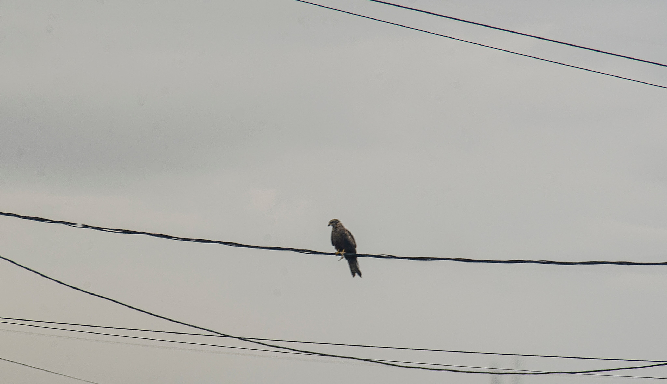 Птицы.Животные. Sreda fotoArt