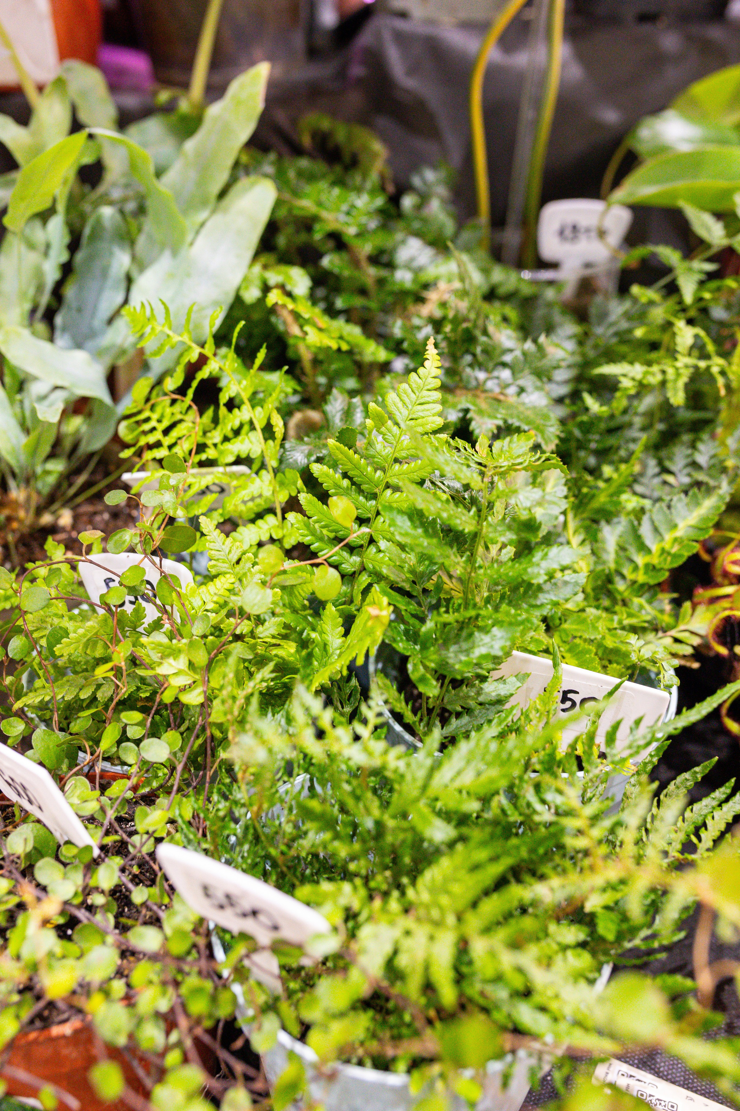 Монстериум 11–12 октября. Александра Куликова фотограф, Москва