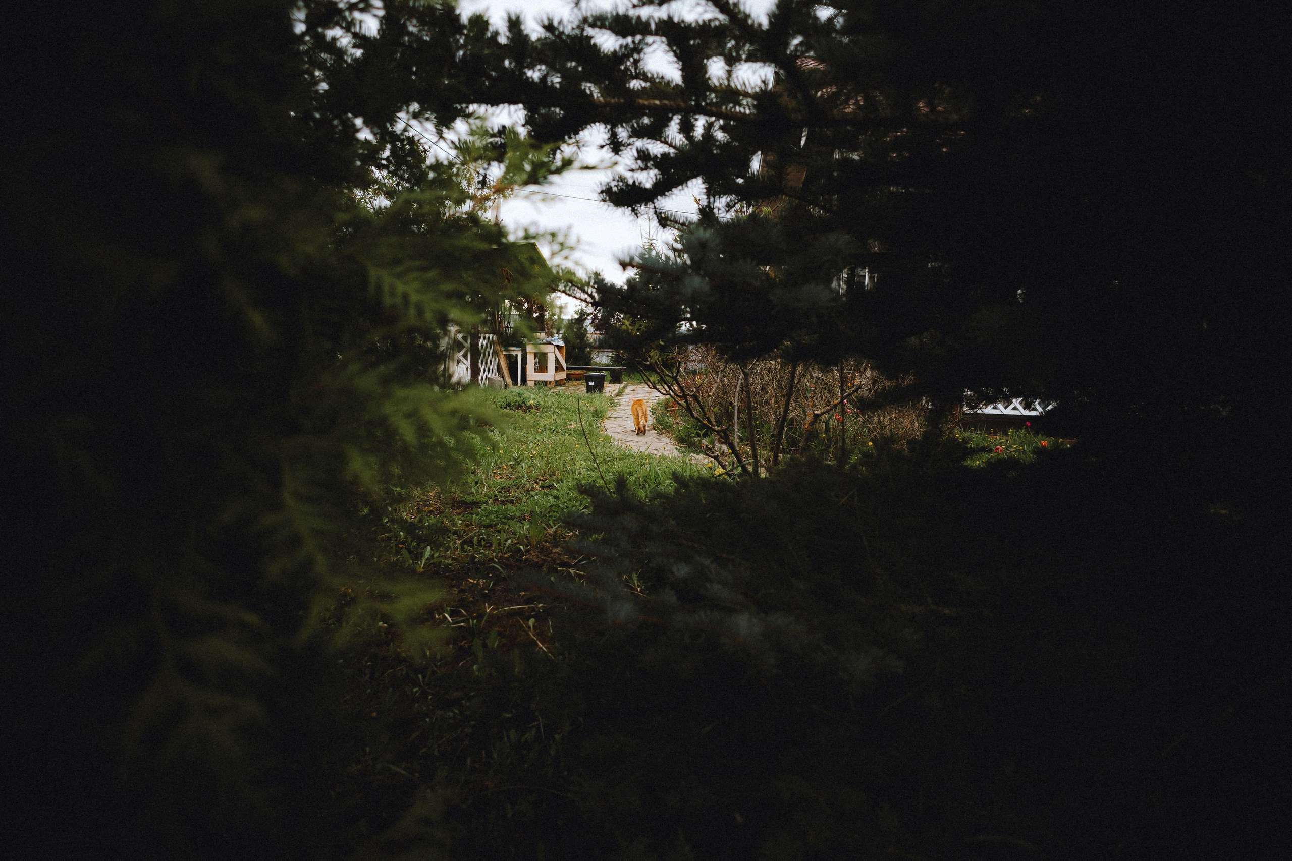 Леброн, Муся и Ира