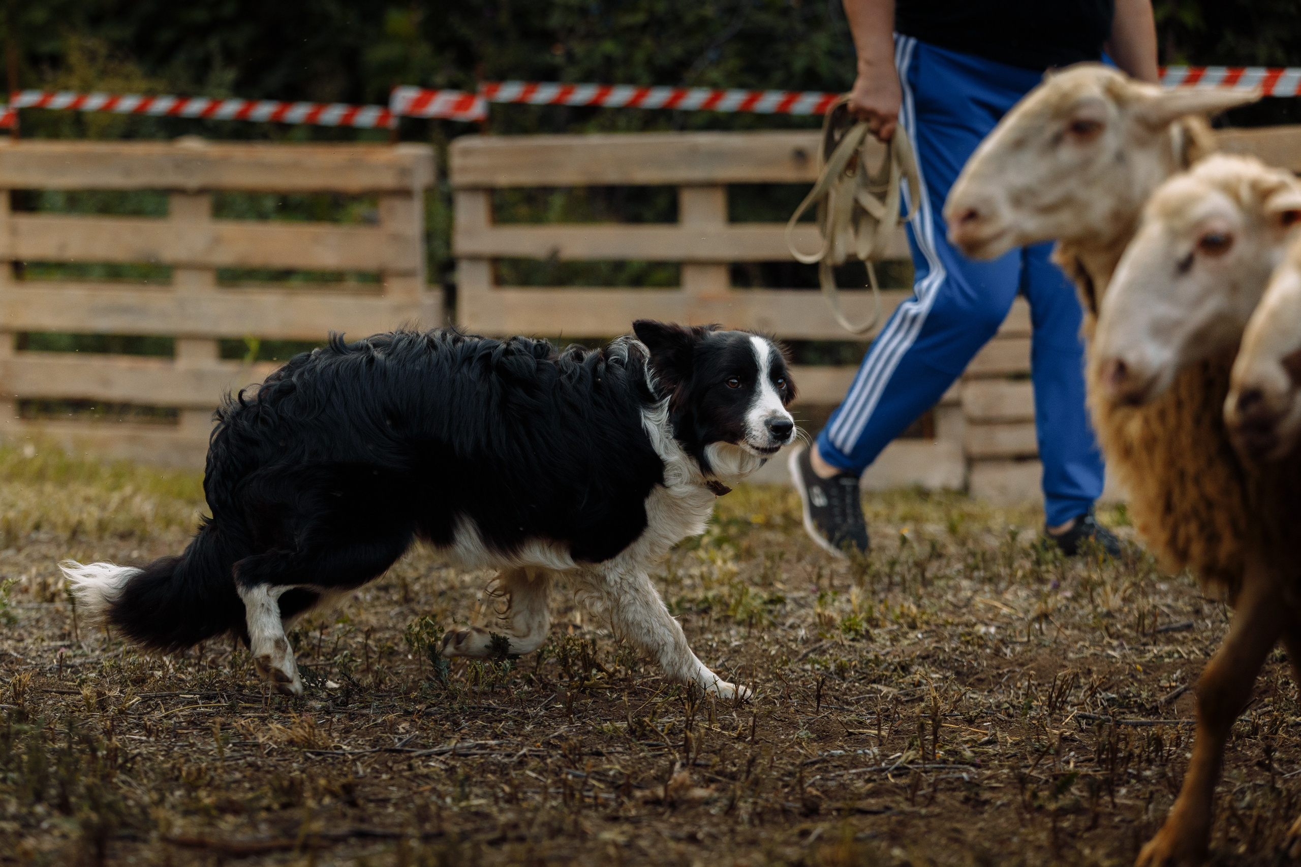 Овечий день. О нас