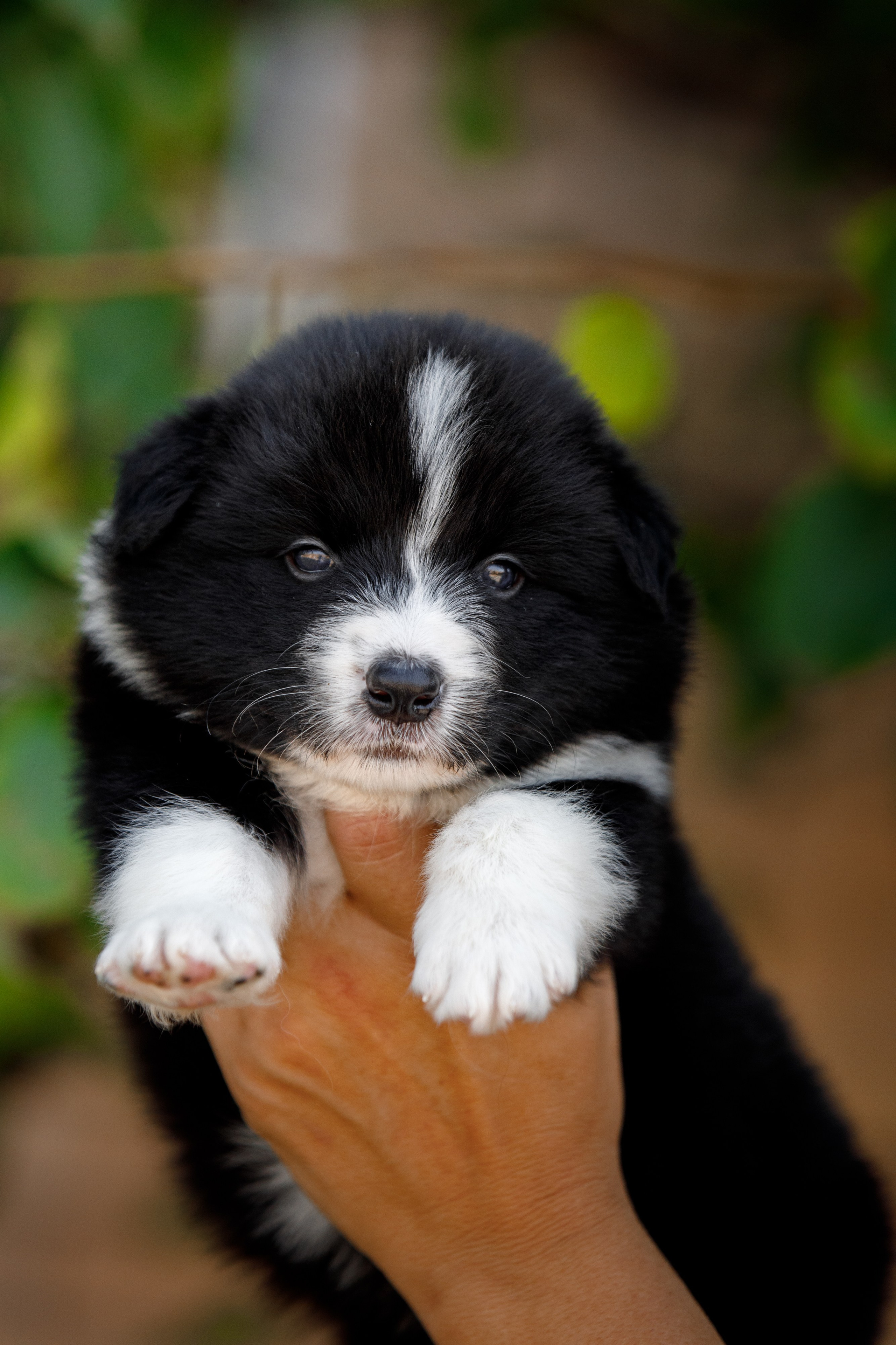 Смешарики. О нас