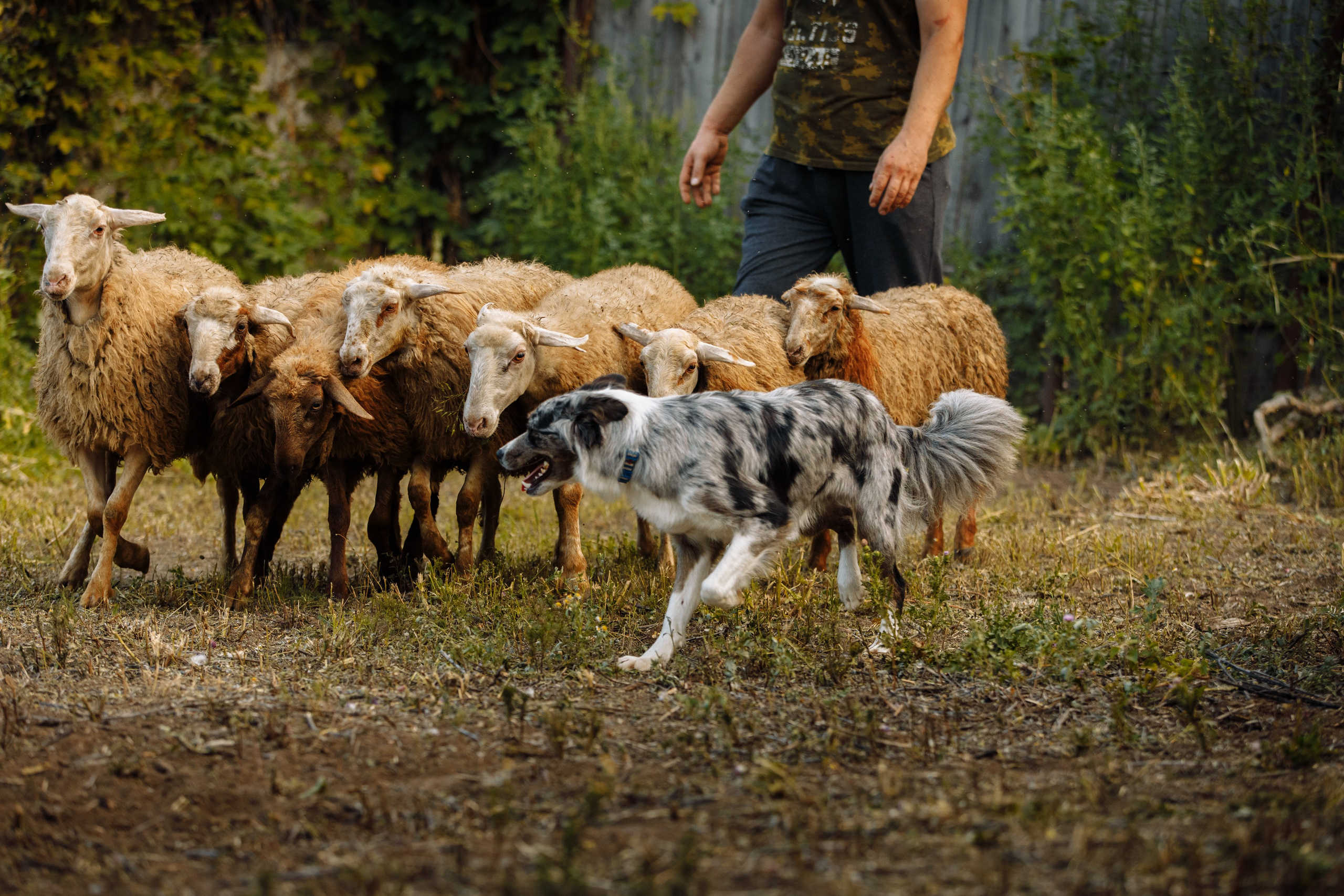 Овечий день. О нас
