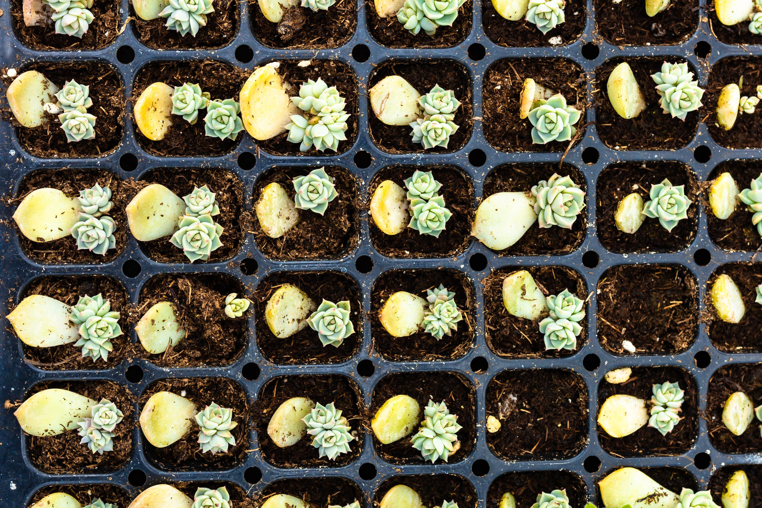 Фотографии природы Липецка. Свадебный и семейный фотограф Виолетта в Липецке