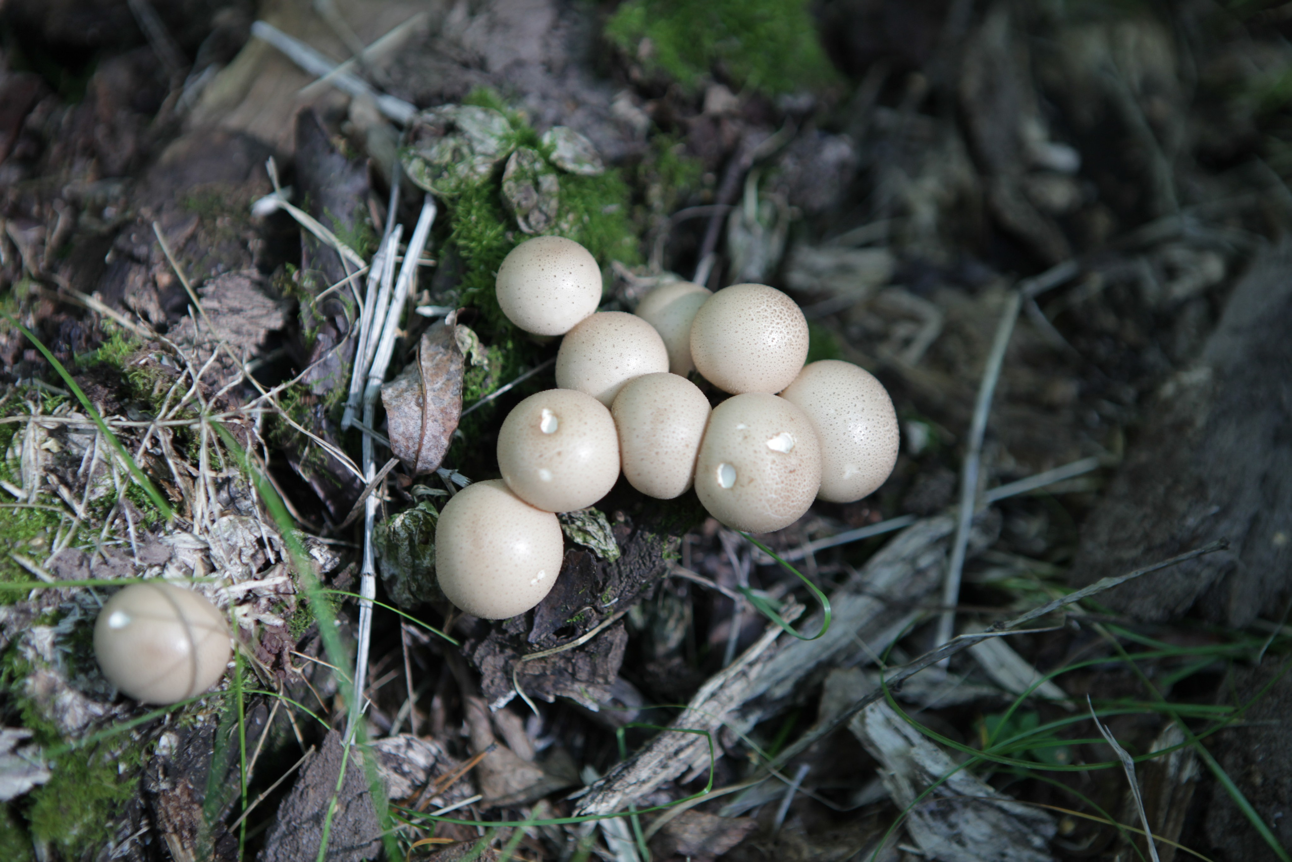 Фото Природы Забайкалья. Студия Максима Белослюдцева
