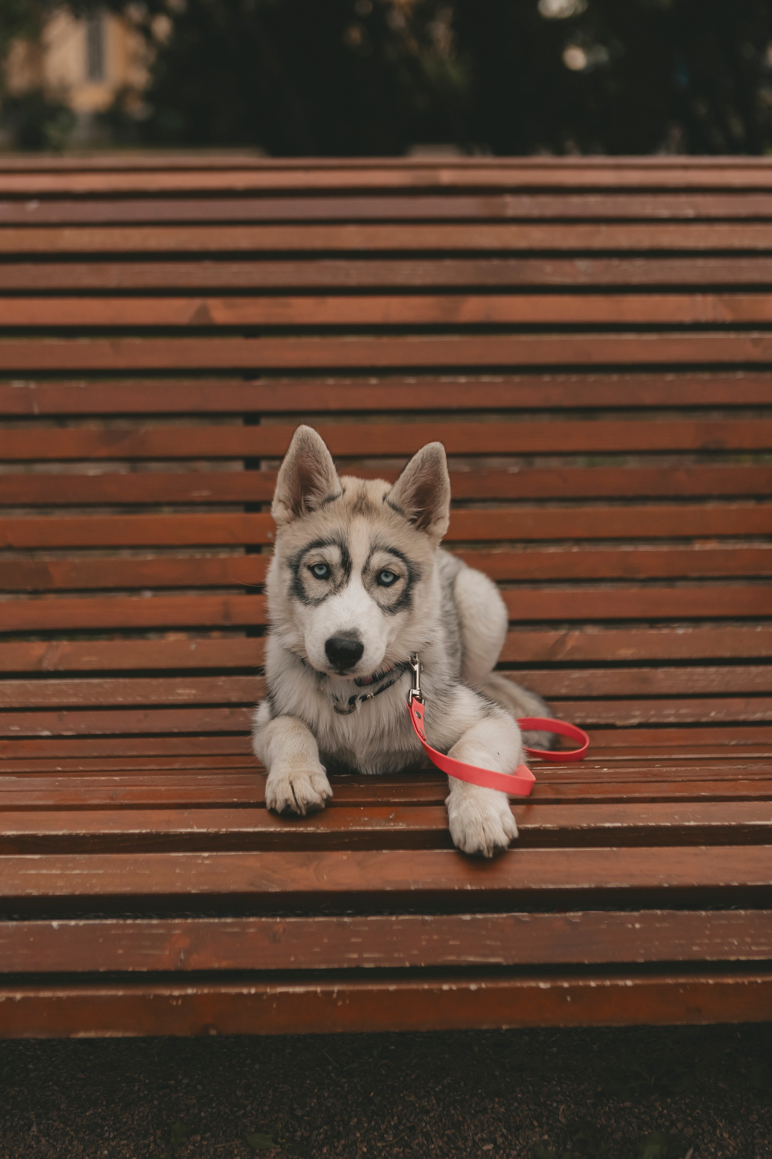 Милана и Белка. Фотограф-анималист в Санкт-Петербурге Алина Яхонт