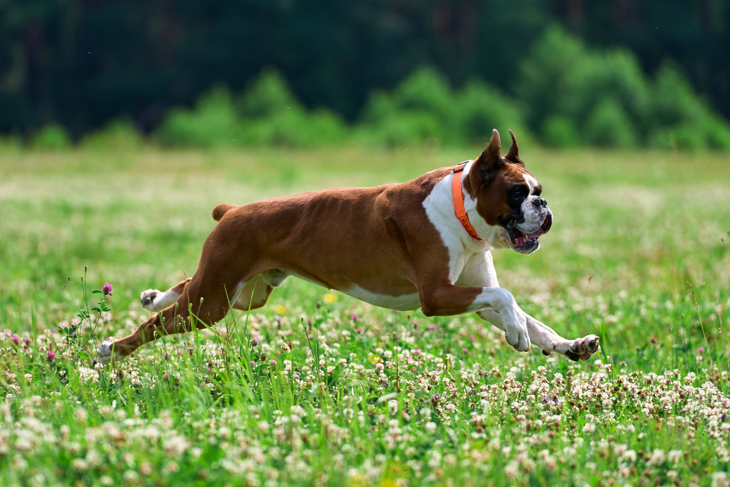 Тренировка по курсингу в Донино. Фотограф-анималист Михаил Манухин