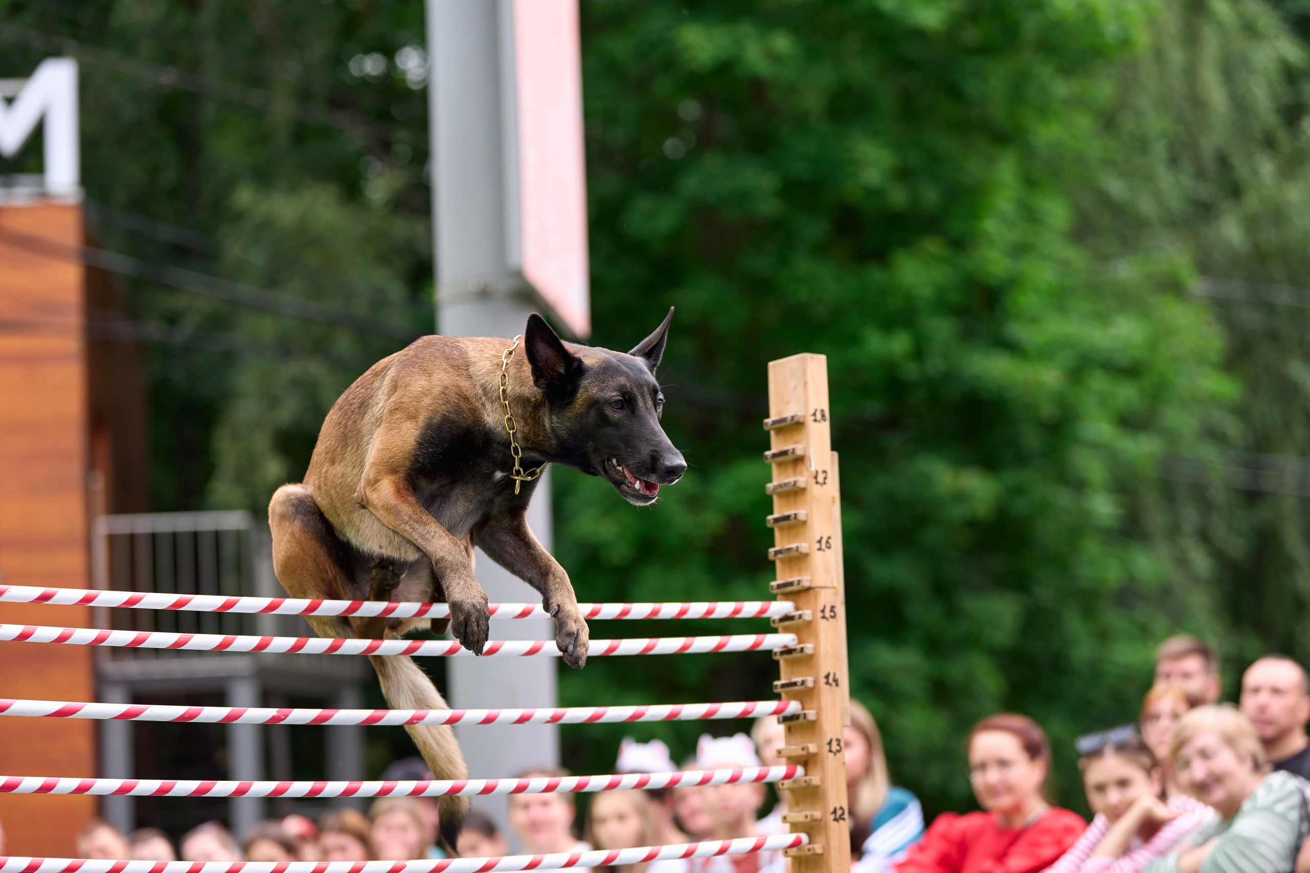 4 лапы Фест. Многоборье. Фотограф-анималист Михаил Манухин