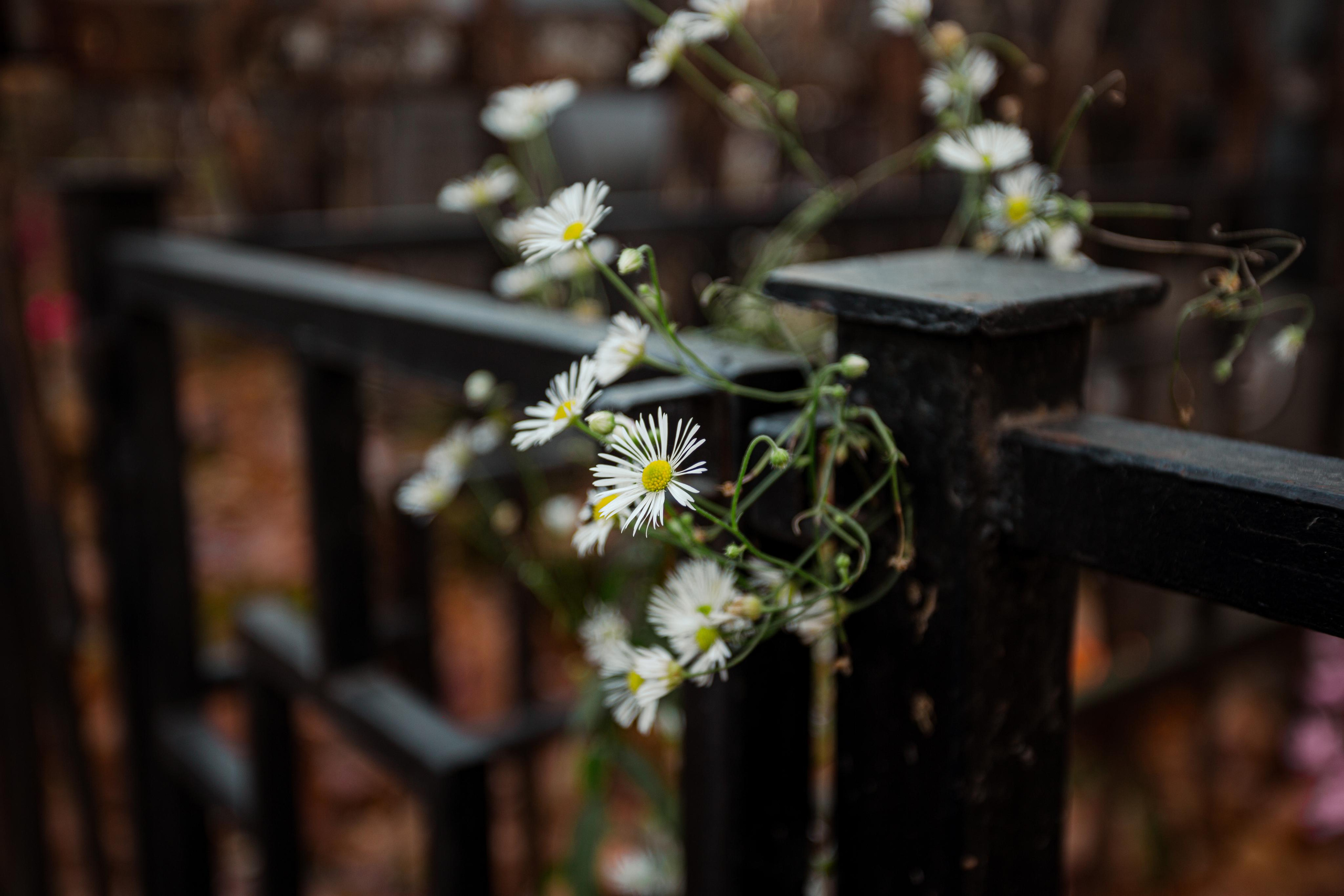 Введенское кладбище, Москва