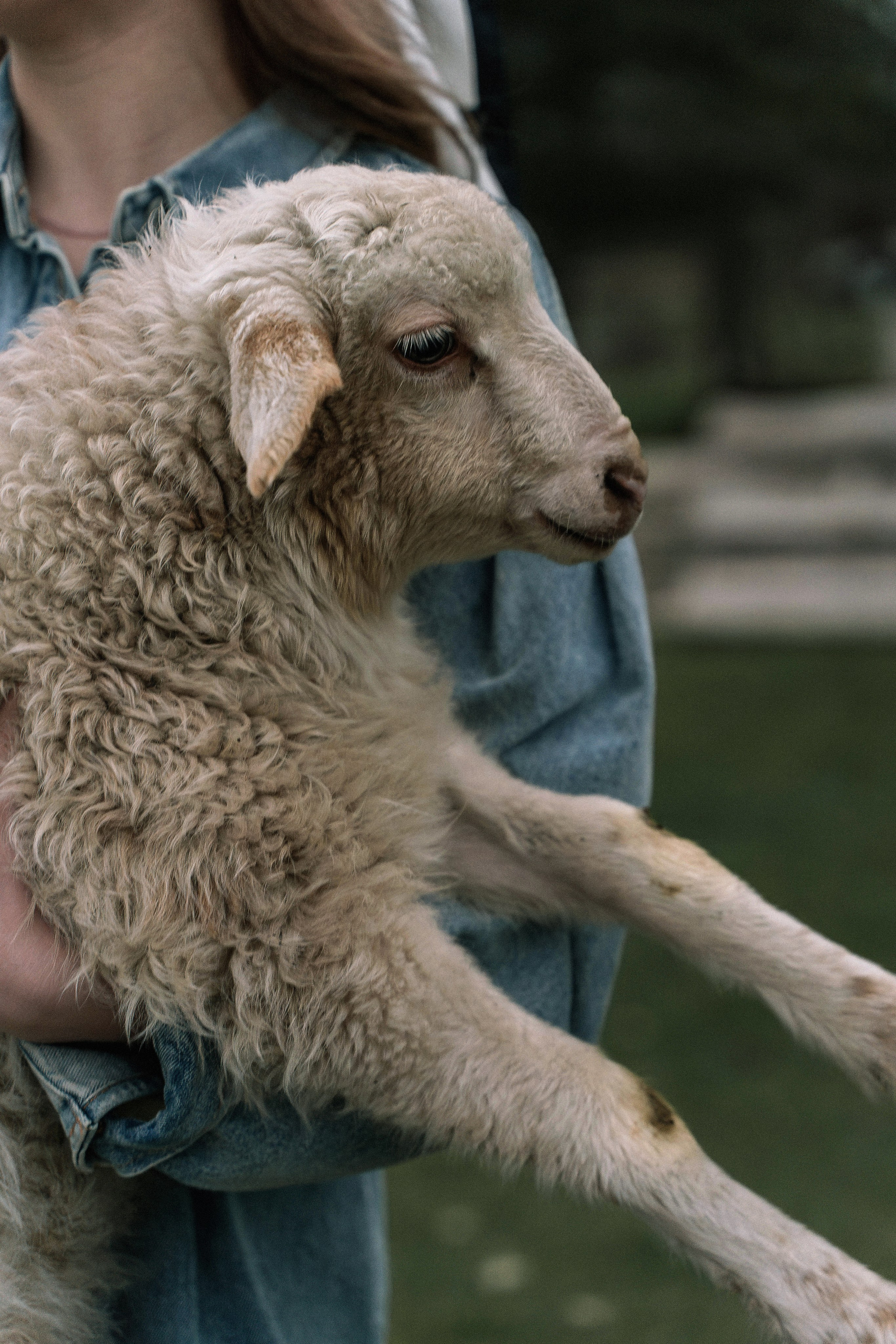 На ферме. Татьяна Тагель