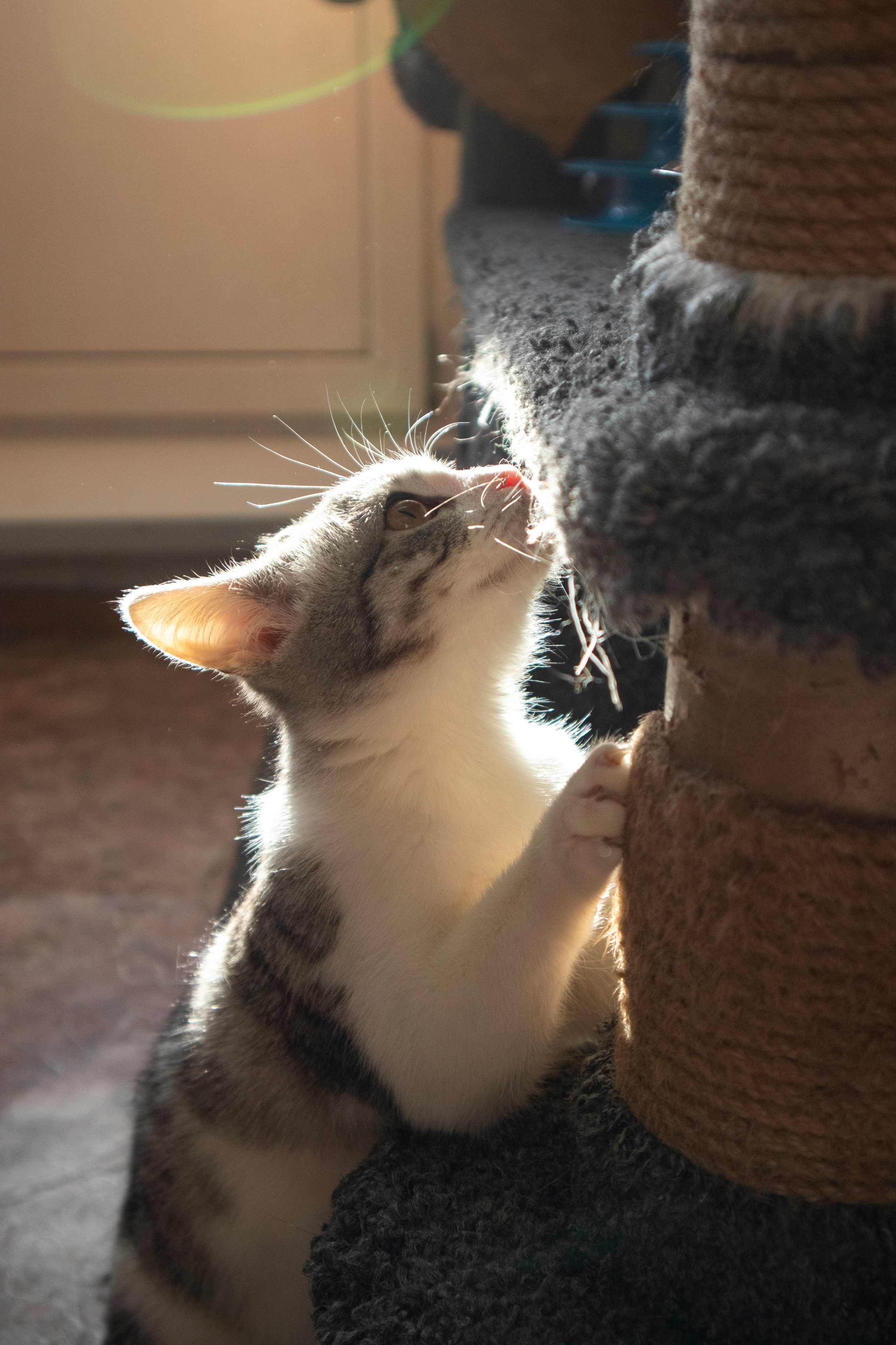 Животные. Фотограф Красноярск | Касьянова Мира