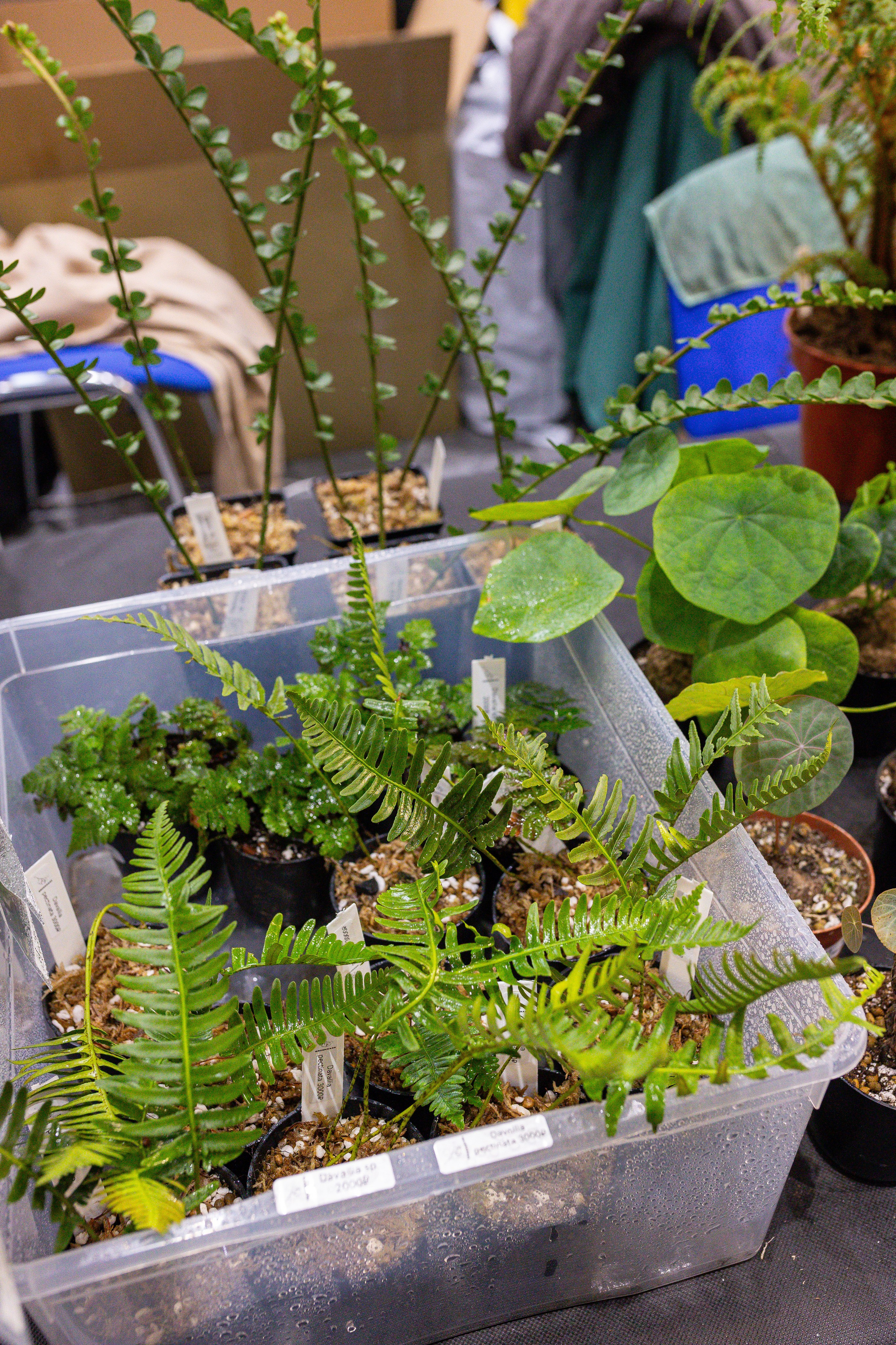 Монстериум 11–12 октября. Александра Куликова фотограф, Москва