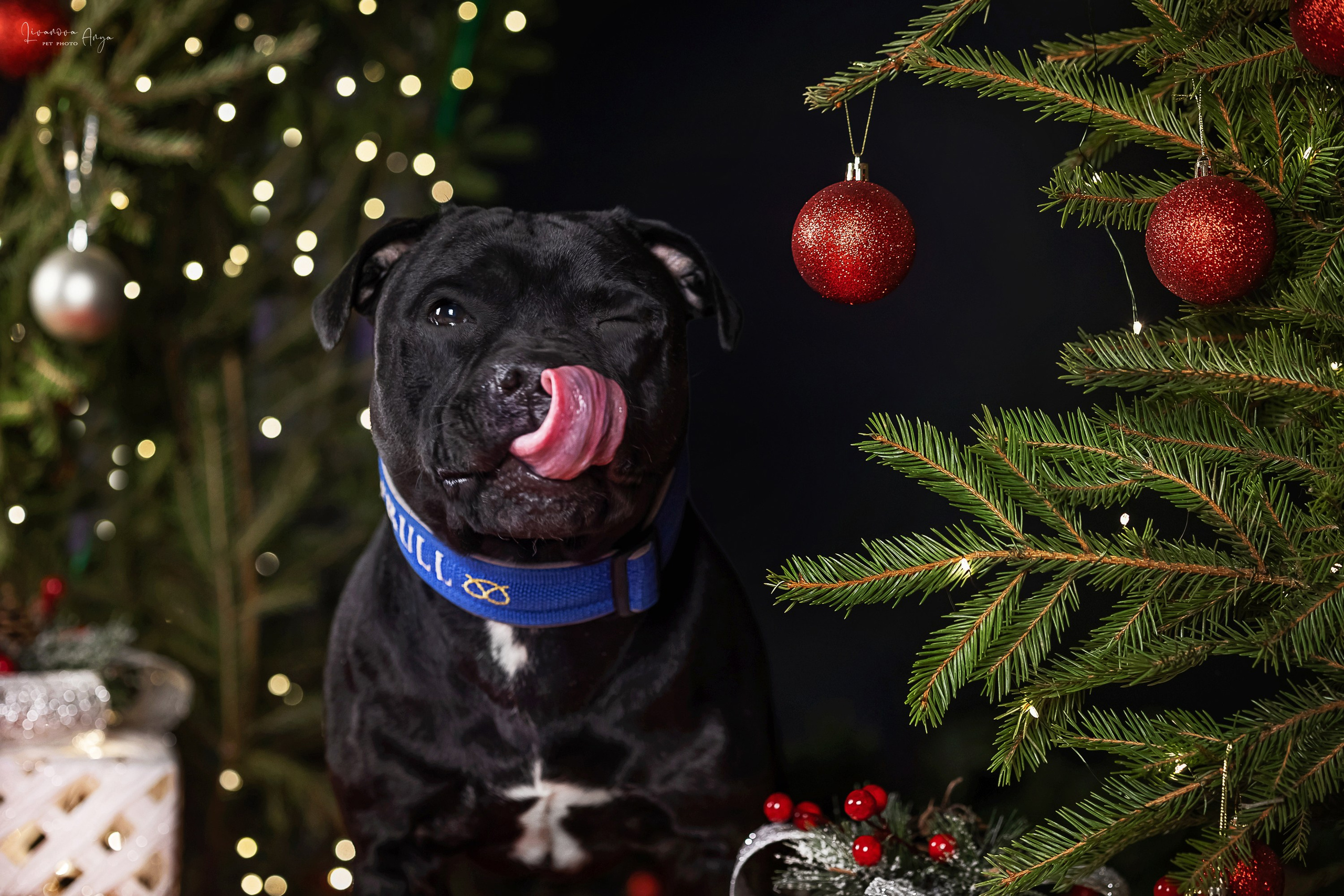 Фотодень_3 2025. Фотограф анималист Аня Ливанова | Рыбинск