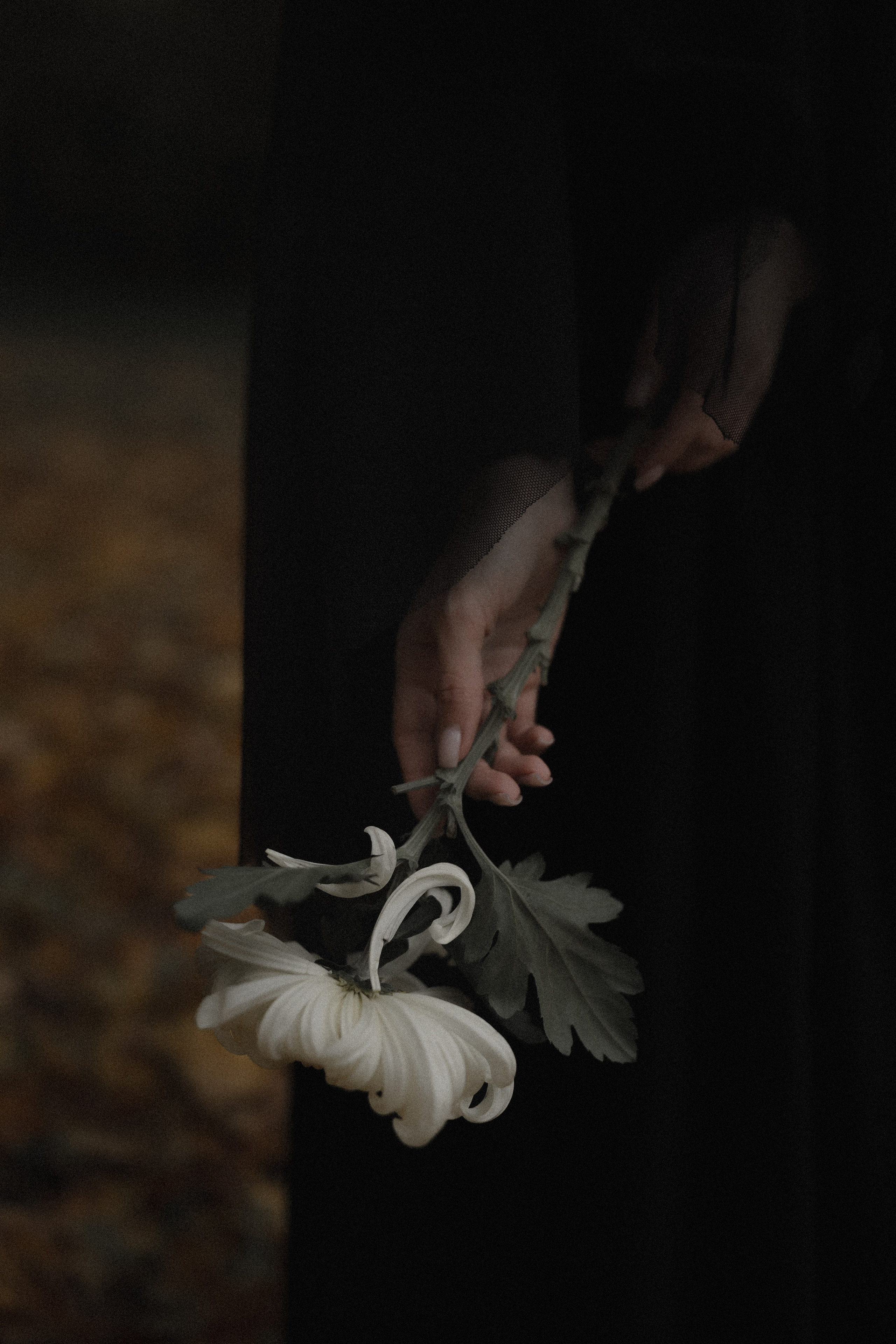 «Дама с вуалью». Твой проводник в мир ушедших эпох, романтики и женственности