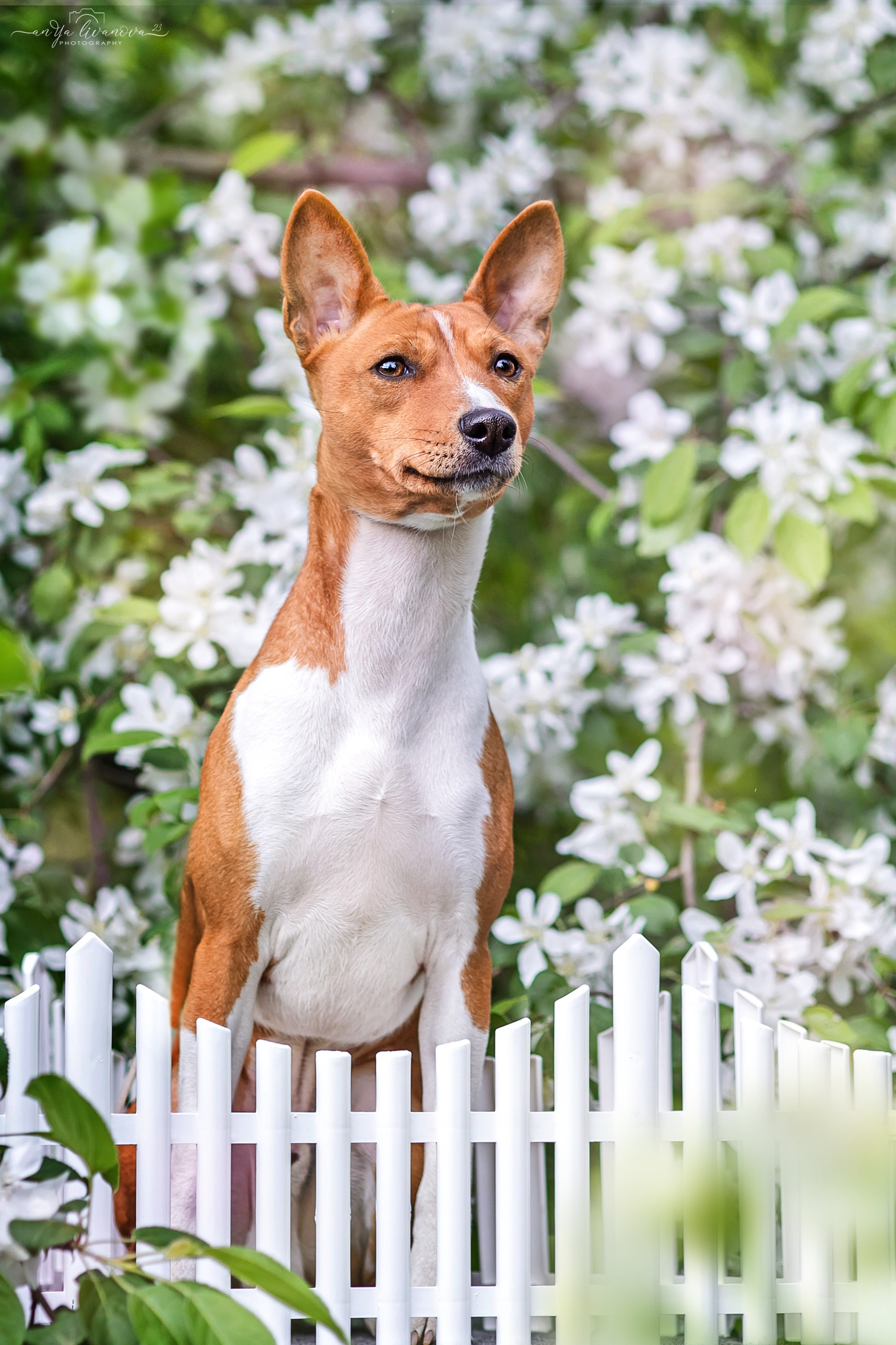 Яблони. Фотограф анималист Аня Ливанова | Рыбинск