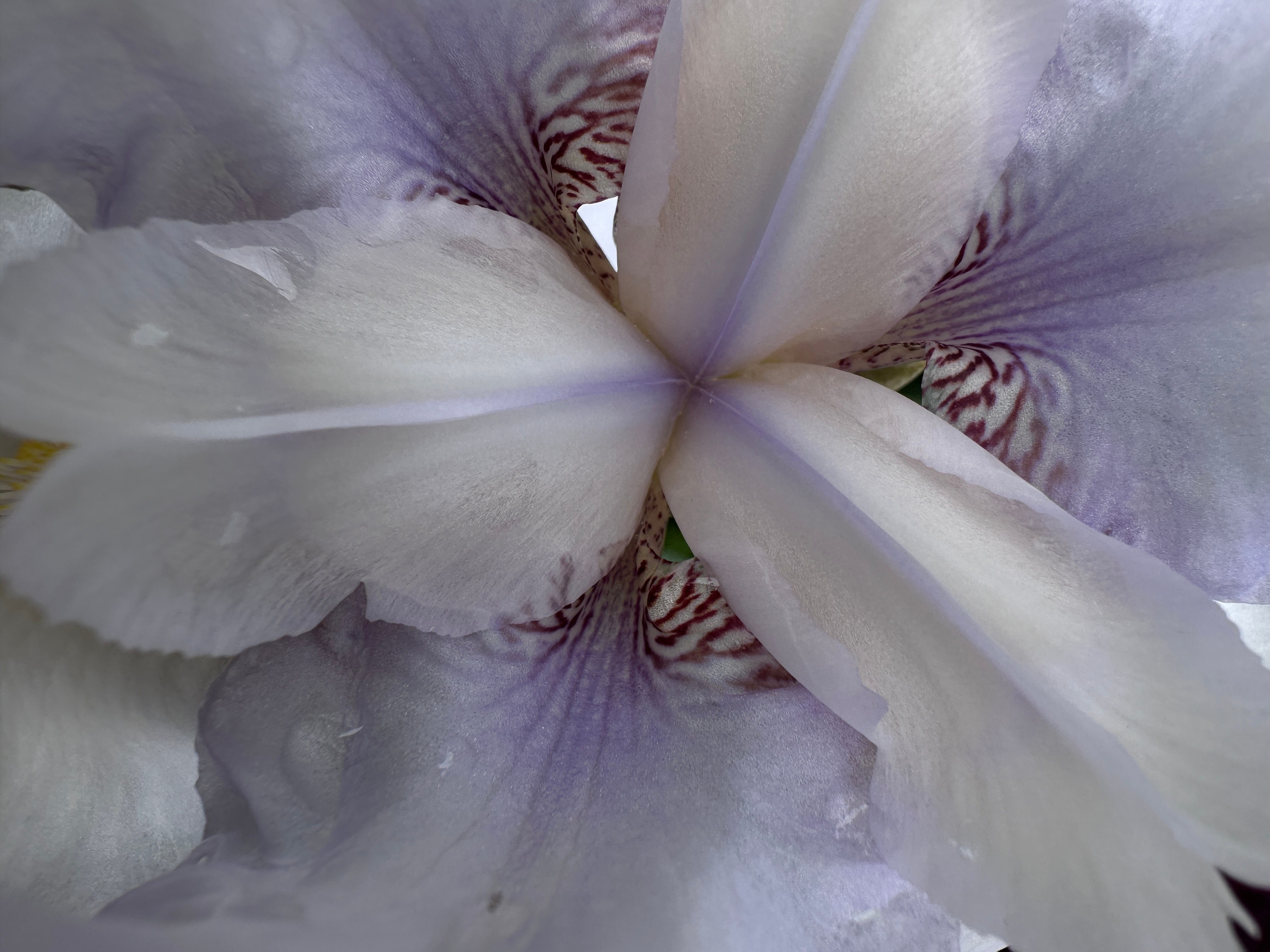 Макро любовь. Смотри, красота!