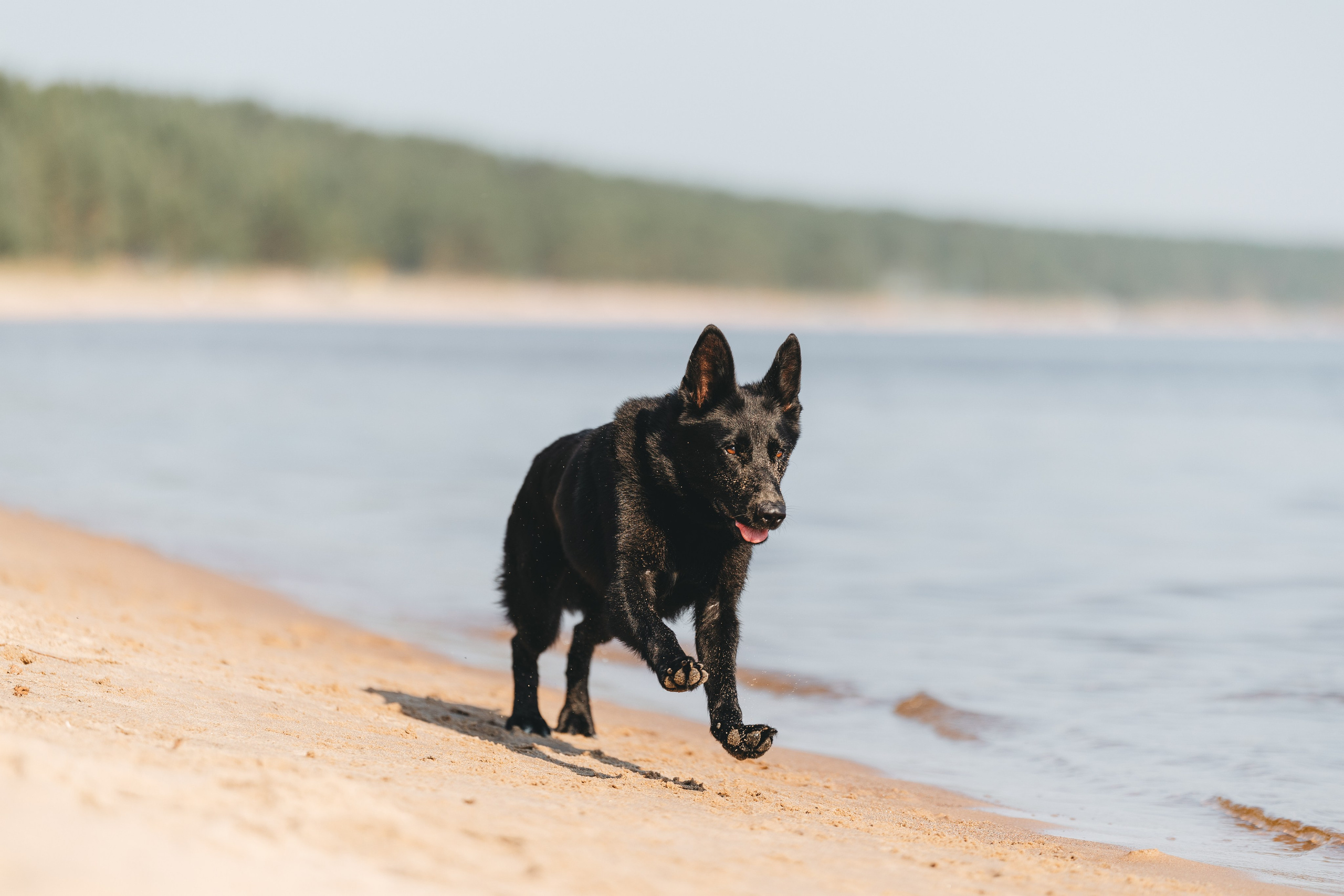 На природе. Фотограф- анималист Санкт-Петербург