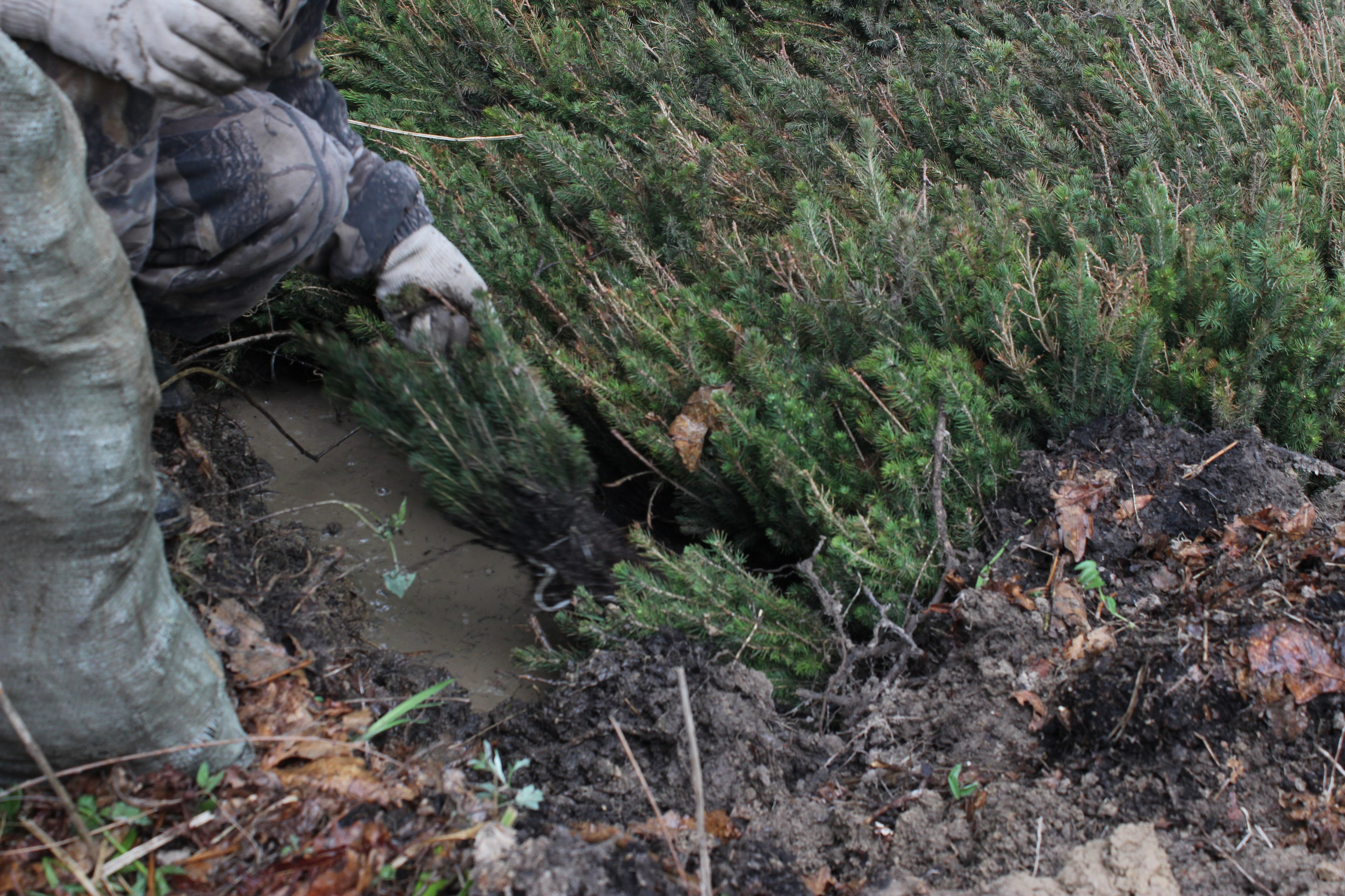 Siberian wellness «100 Га от нас — планете»