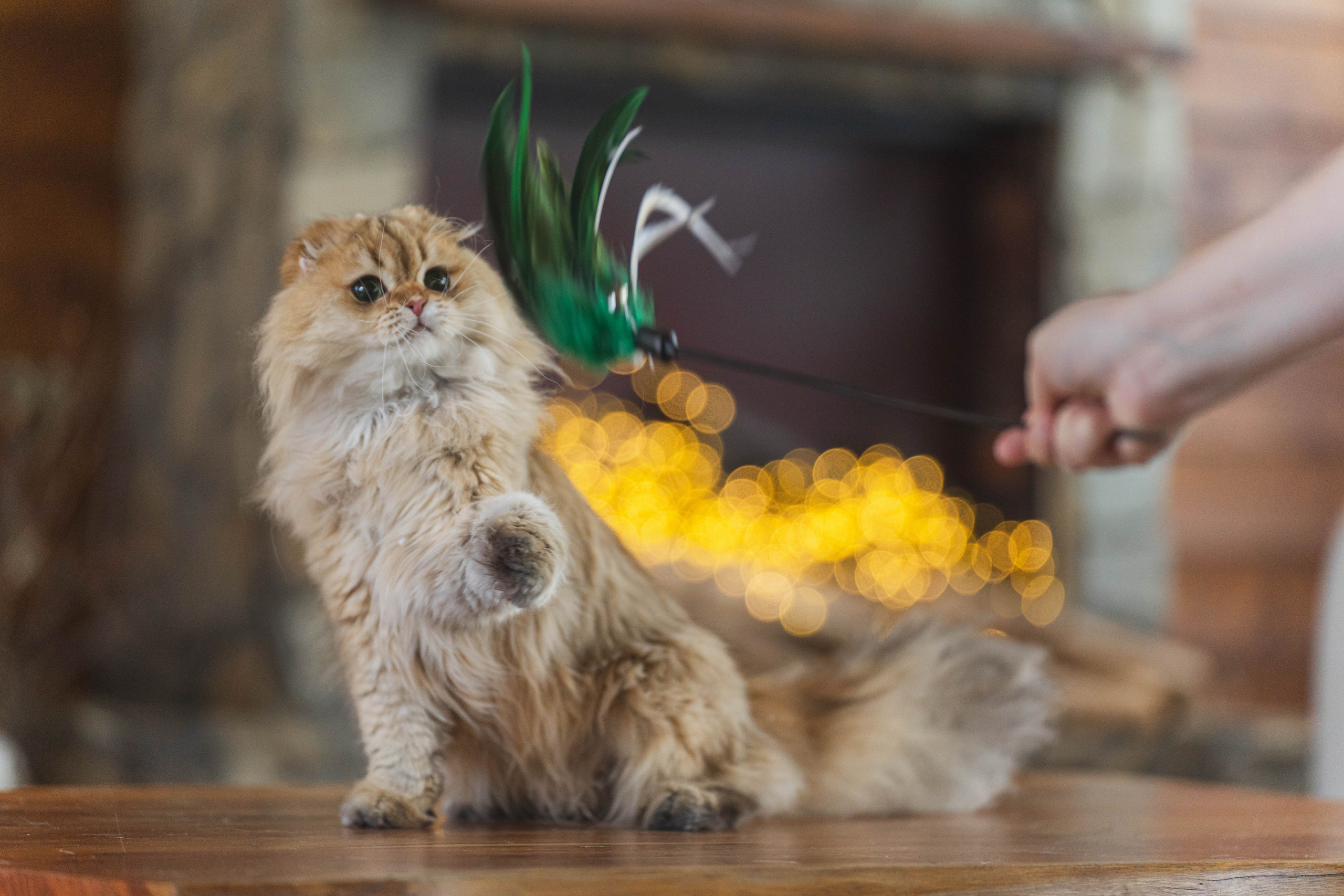 Питомник Шотландских кошек. Фотограф в Москве Ленарская Дарья